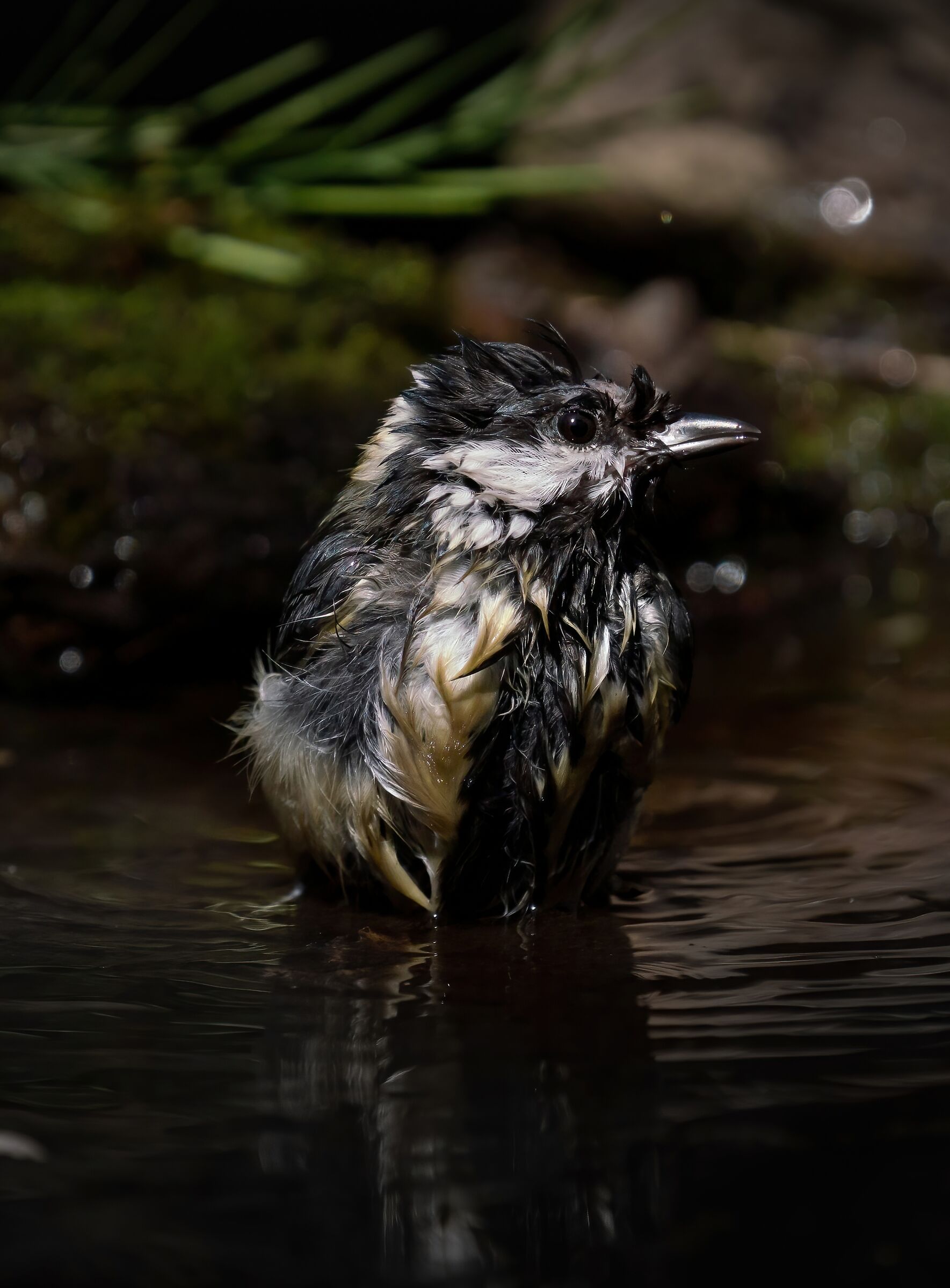 Wet Lucky