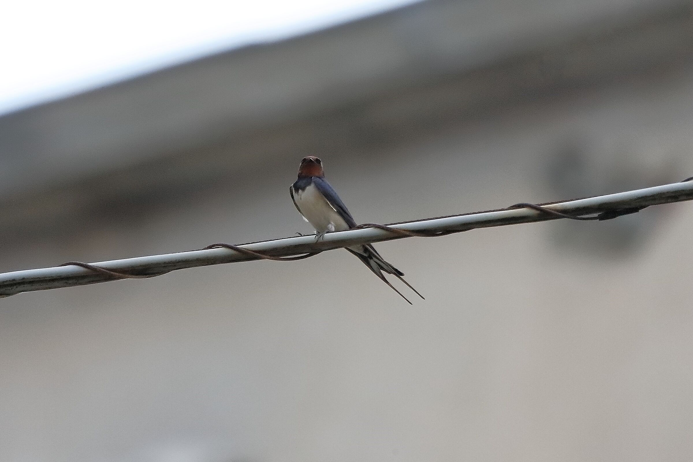 Rondine 08 maggio 2023