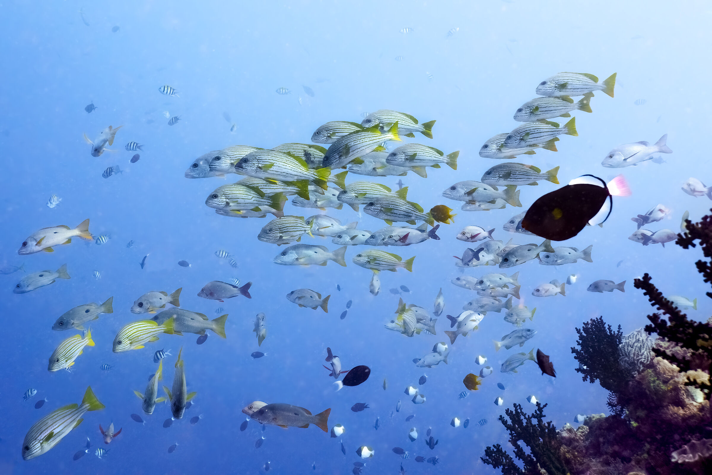 ambiente marino della barriera in Papua Nuova guinea