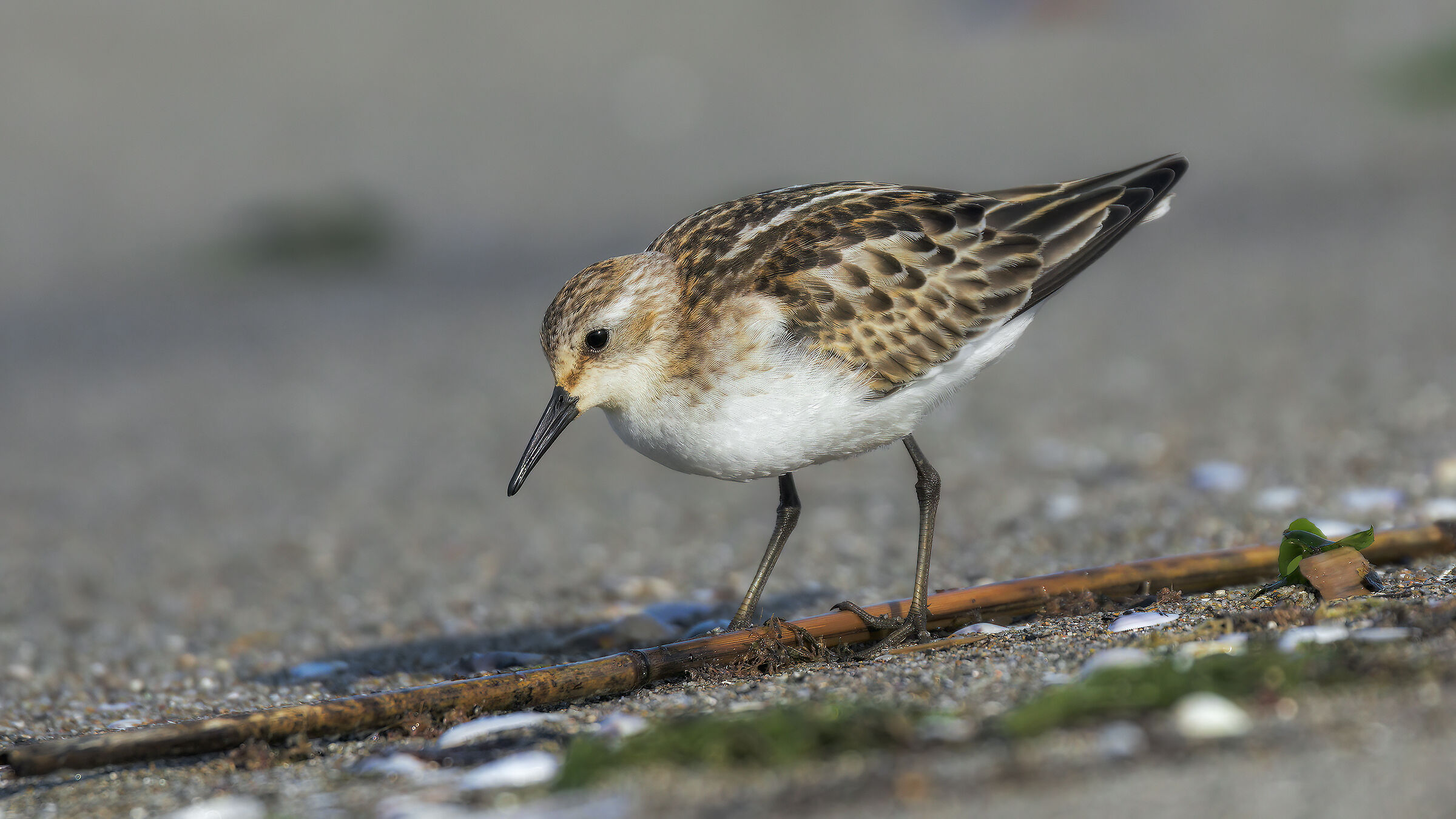 Prawn / Calidris minuta
