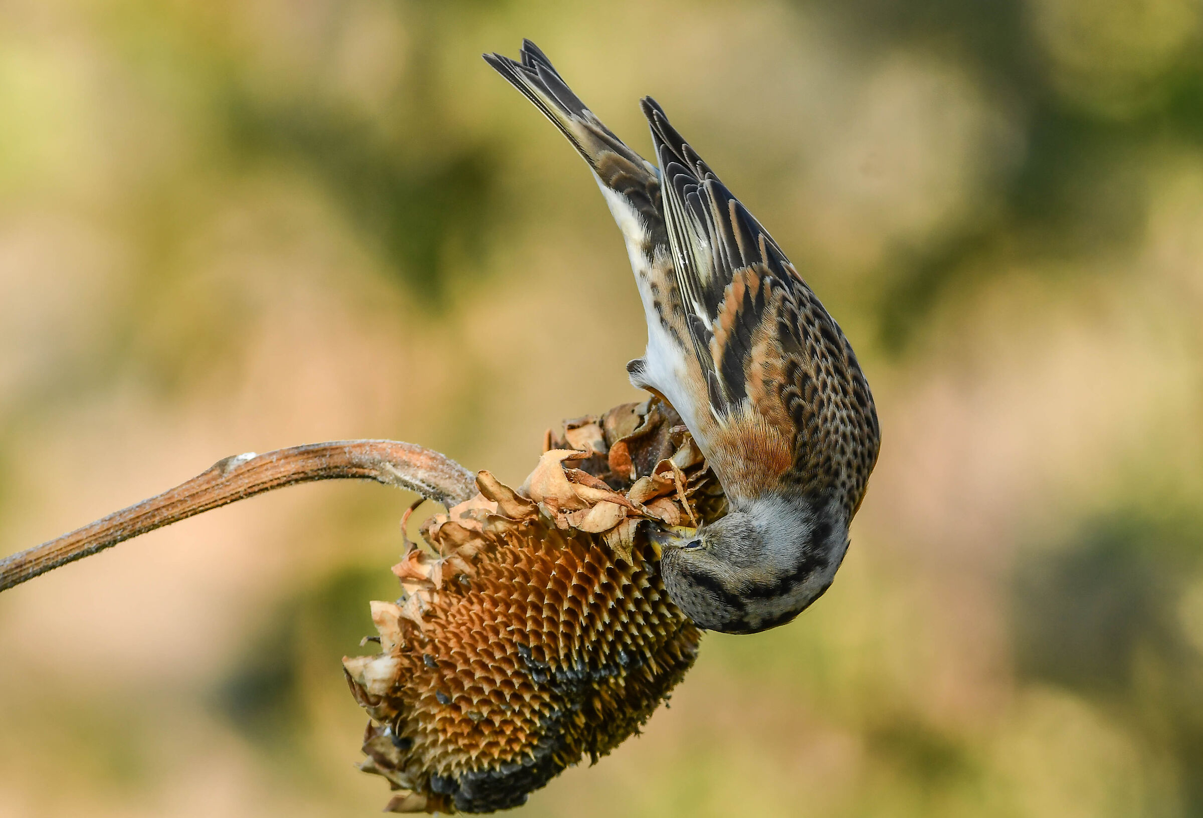 Brambling