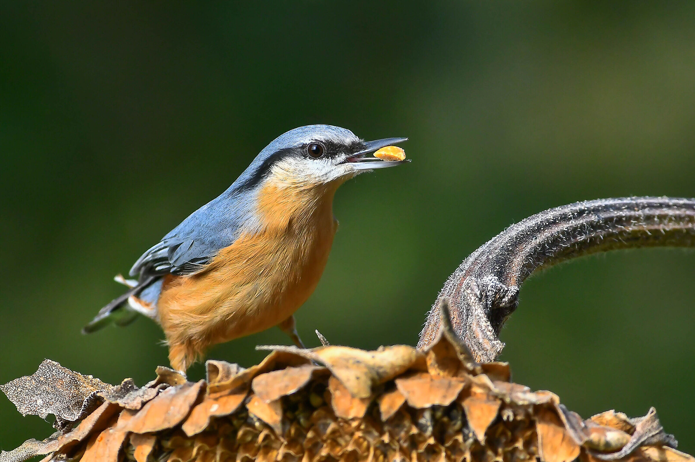 Wood nuthatch