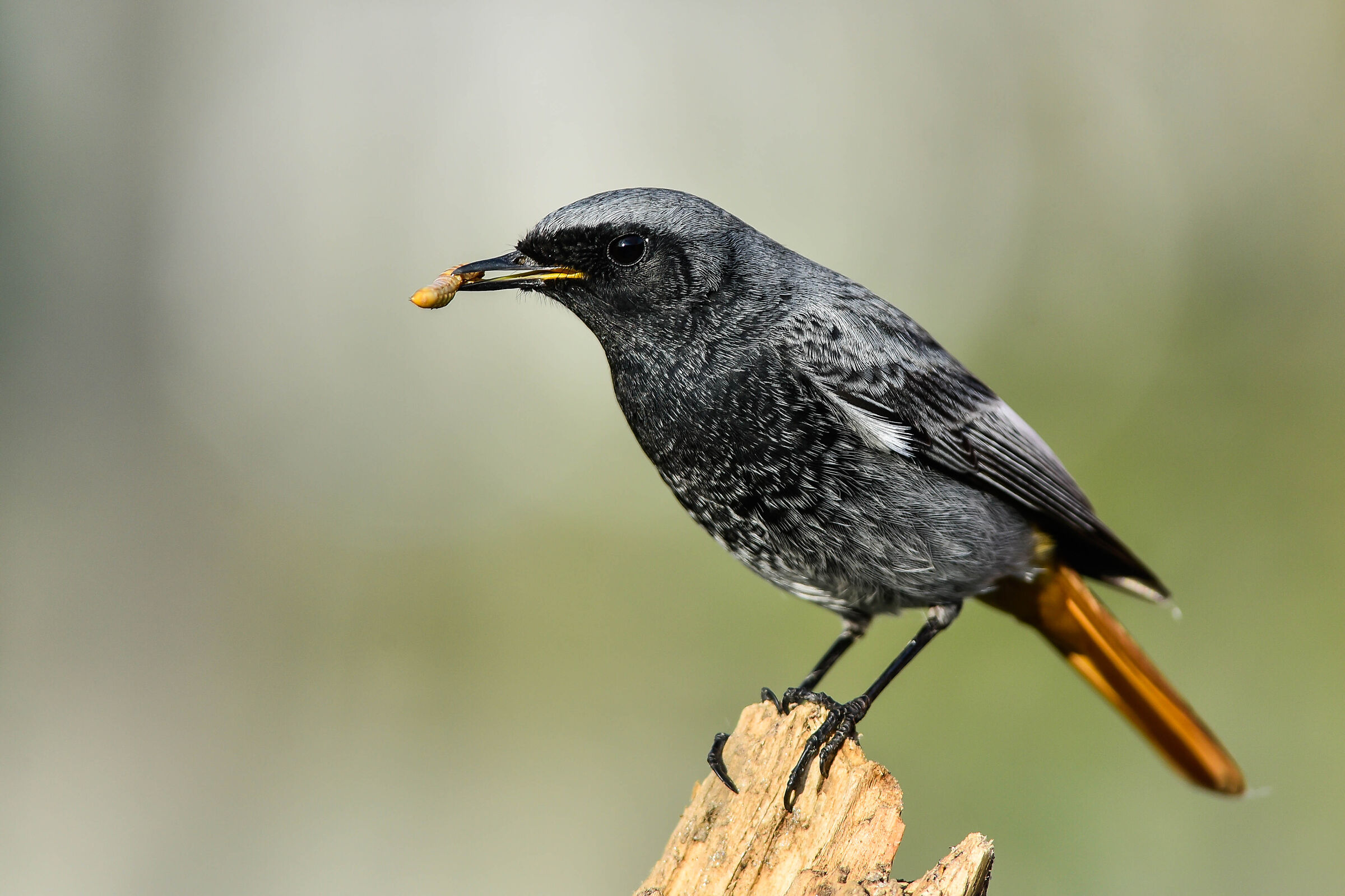 Black redstart