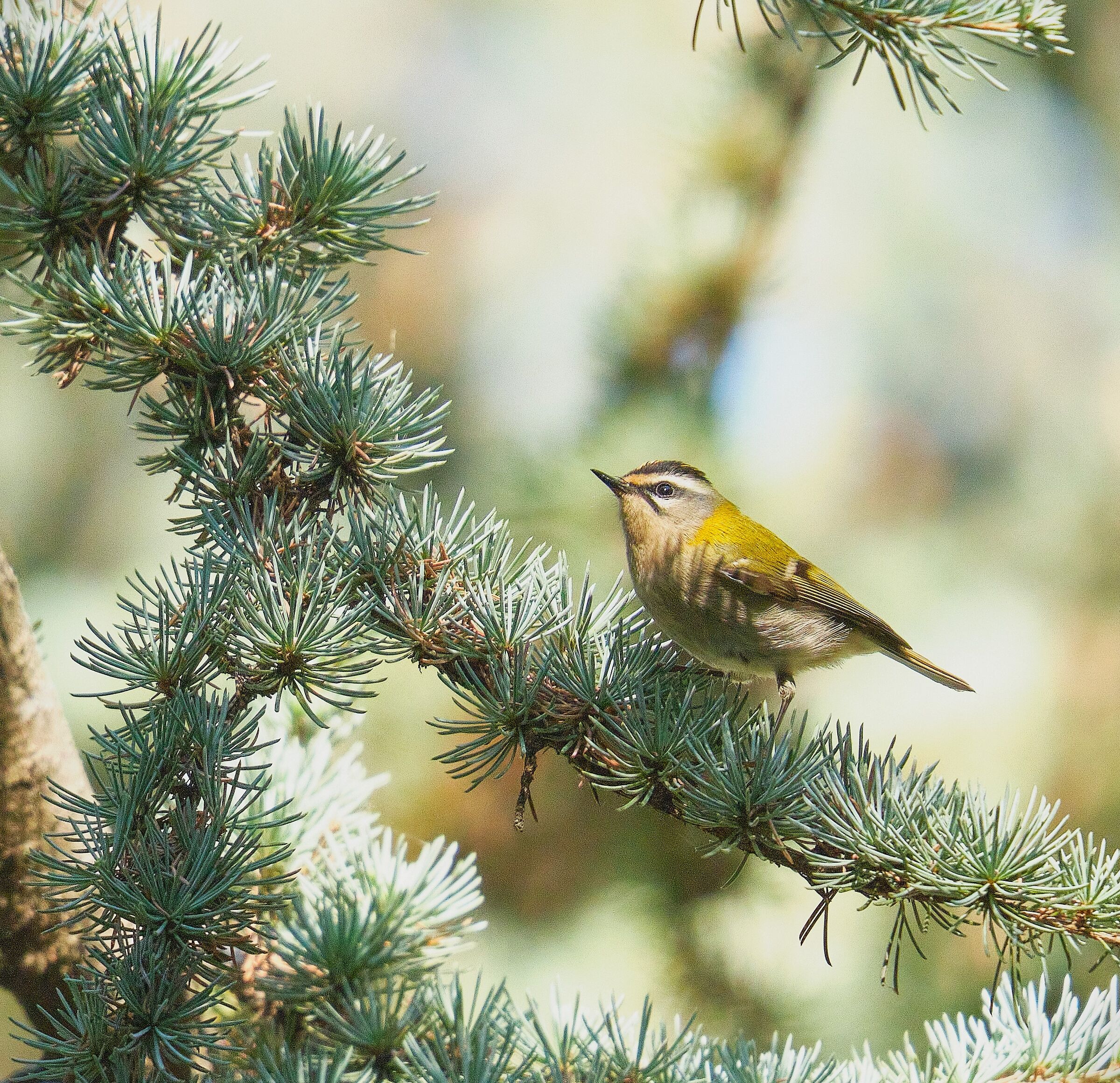 Firecrest