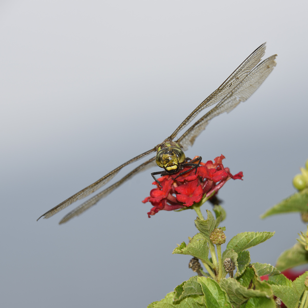 libellula su lantana in giardino