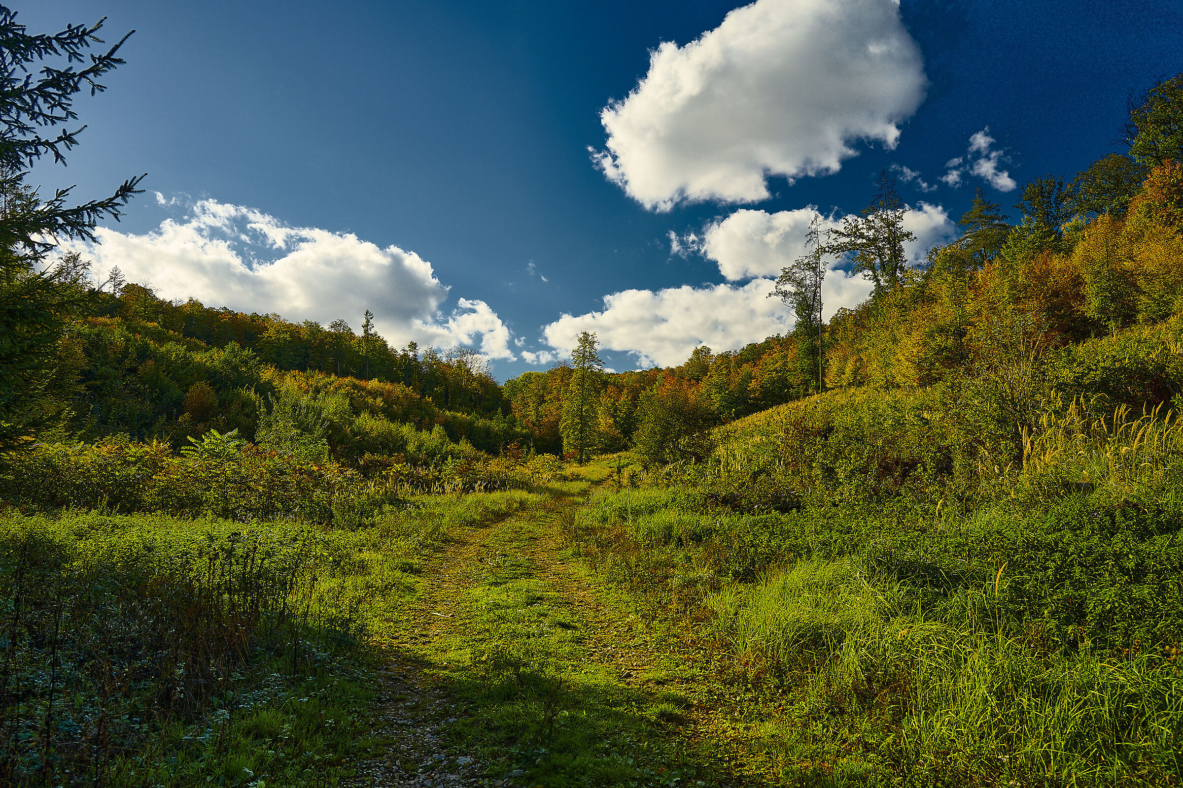 Autumn near Brno