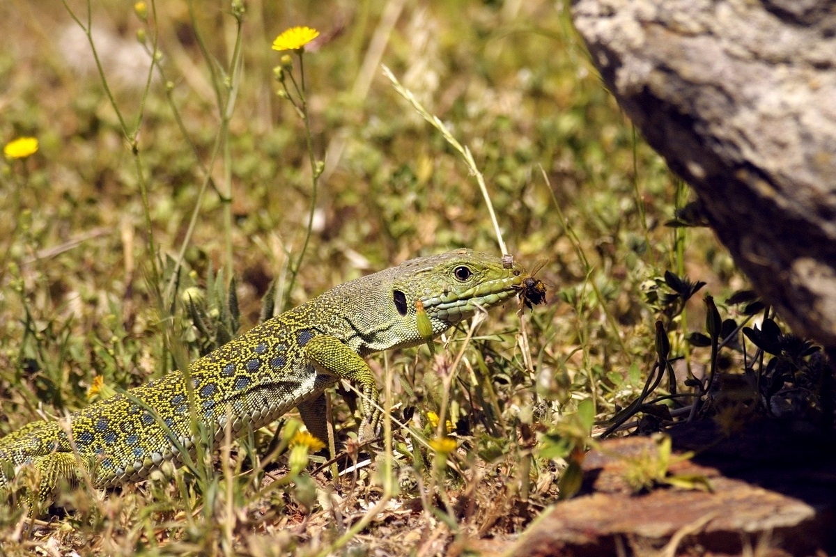 Ocellated lizard.