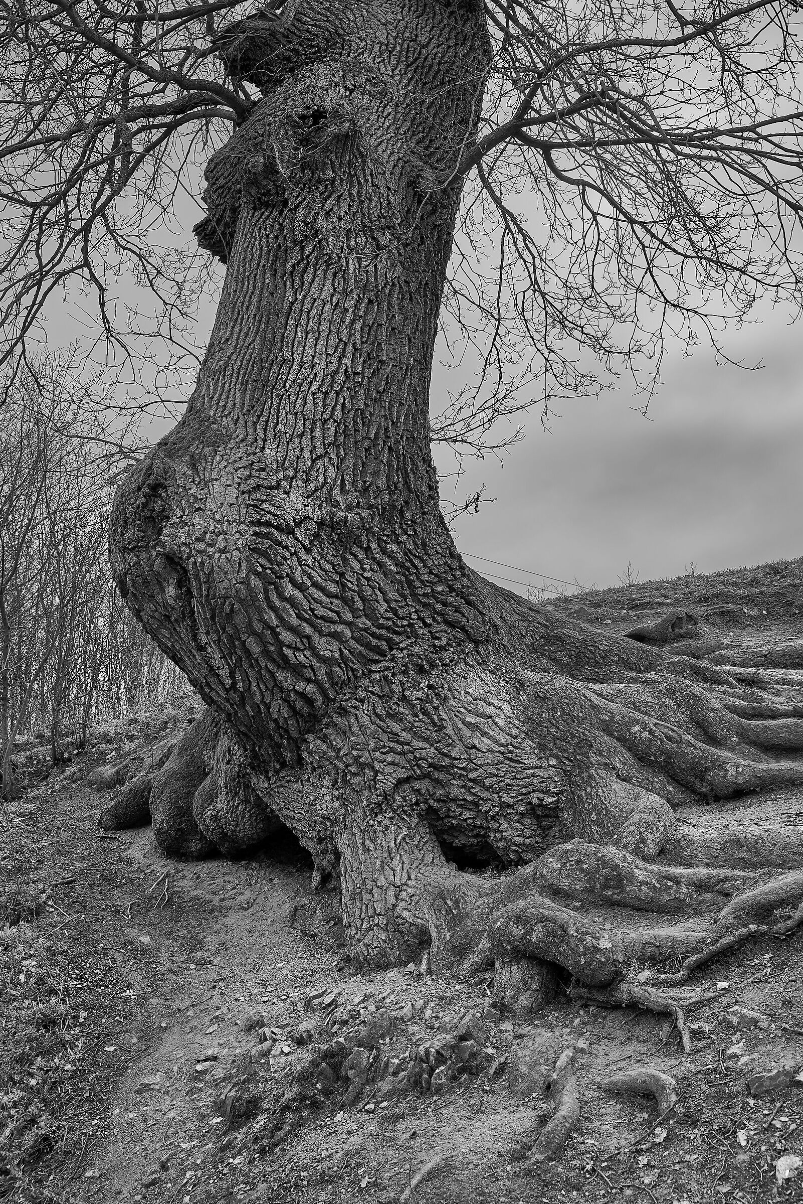 old tree