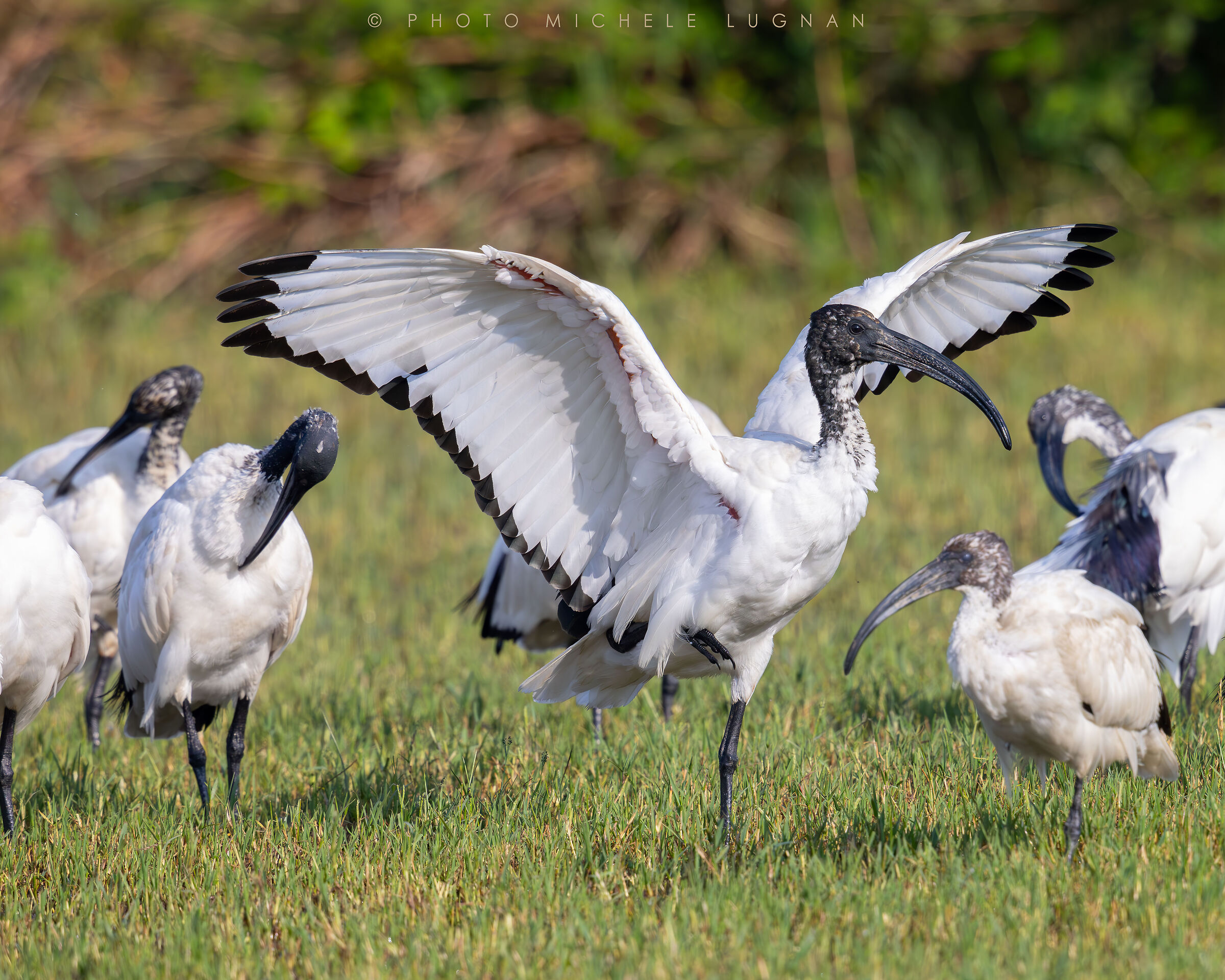 Threskiornis aethiopicus