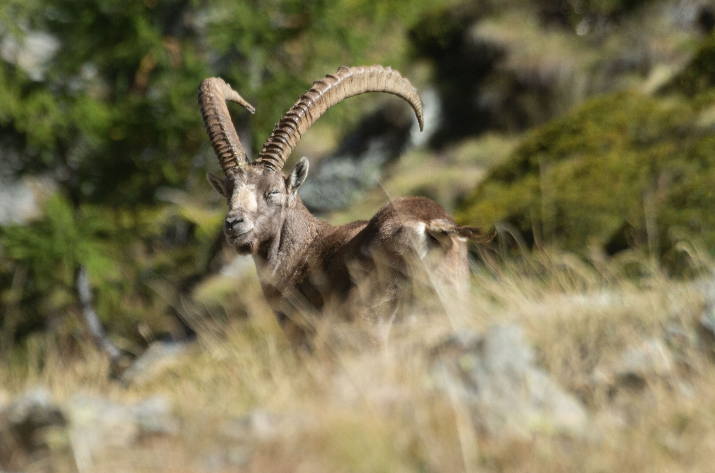 Capra ibex