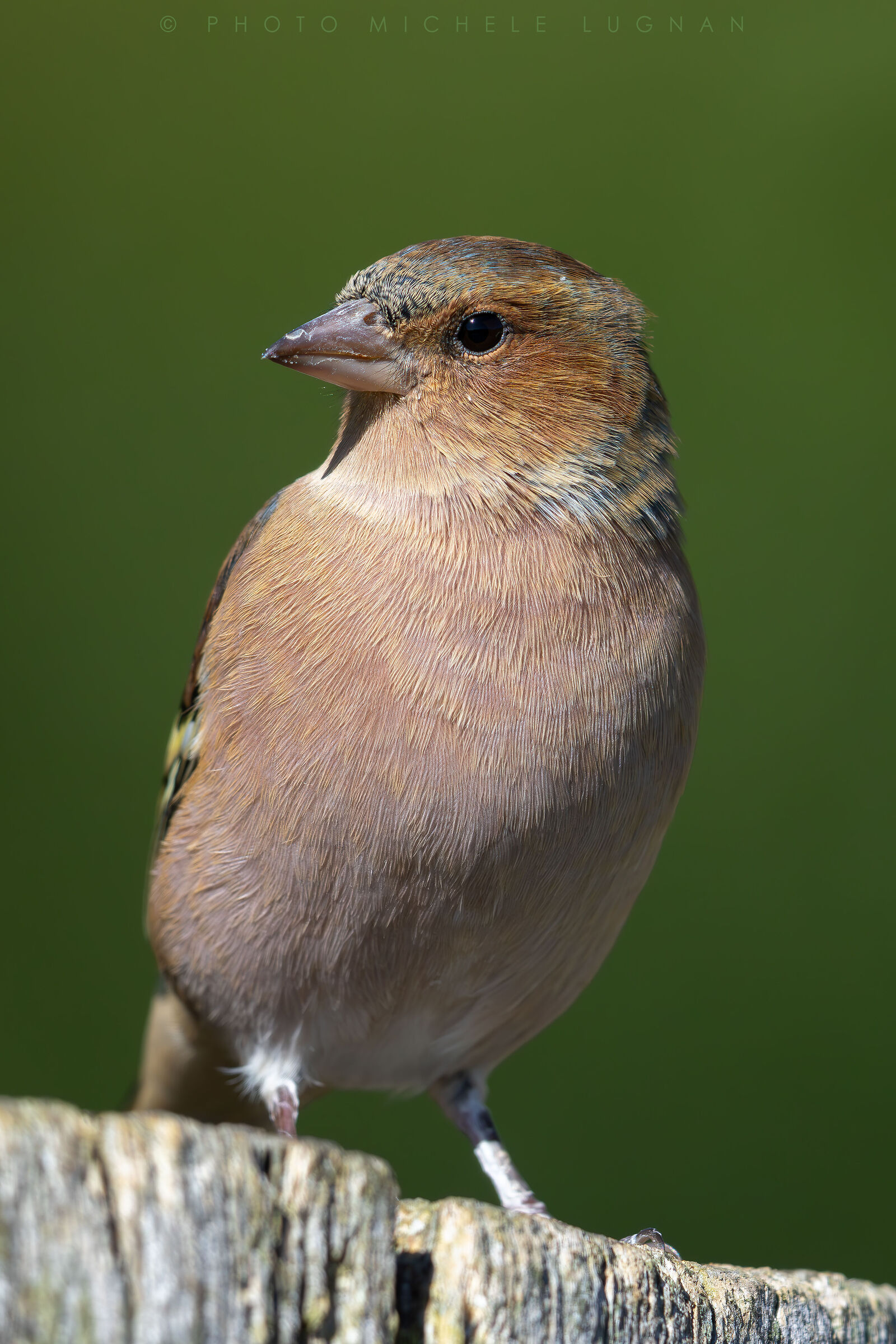 Fringilla coelebs