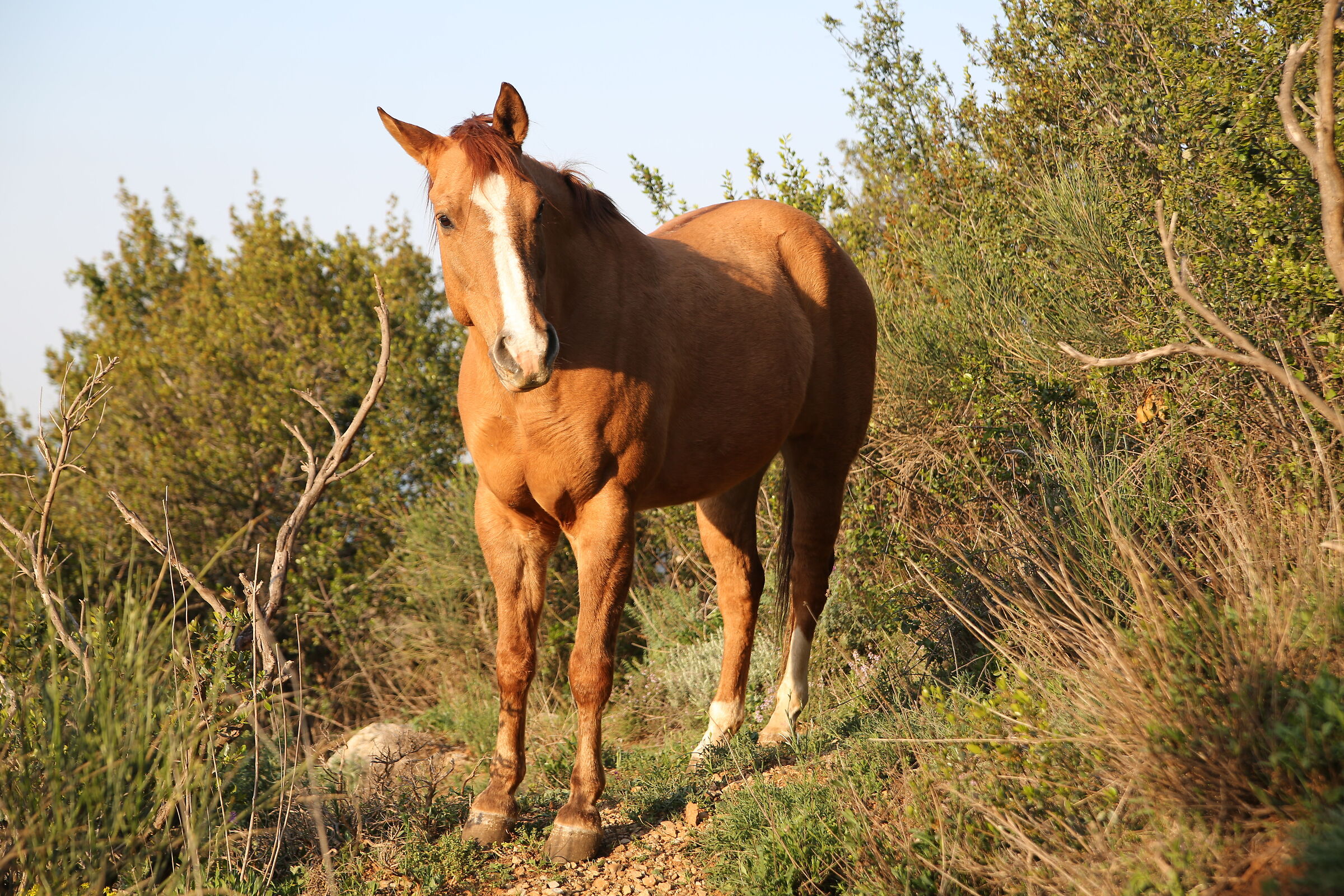 Encounters on the trail
