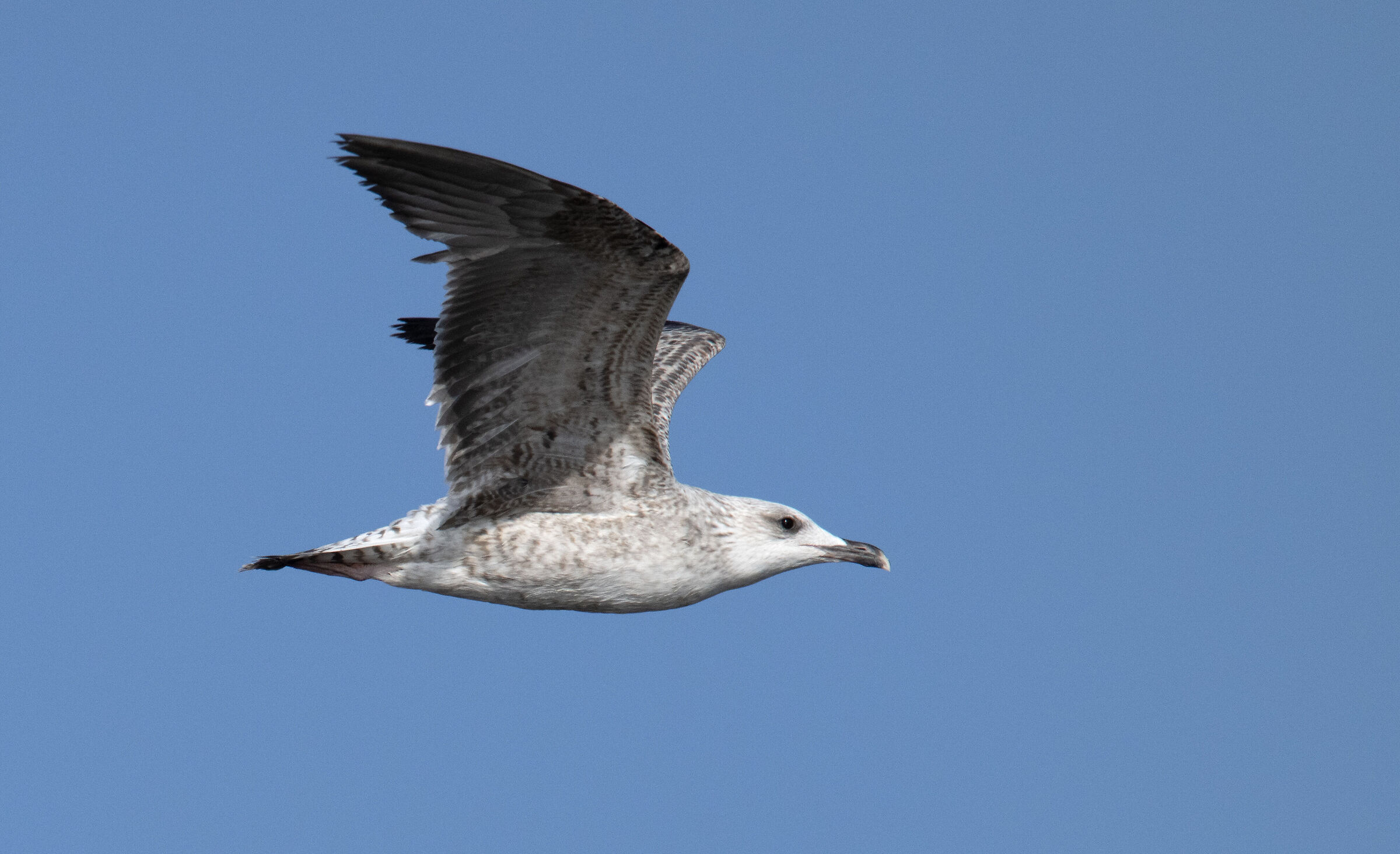 First photos of birdlife,Crop
