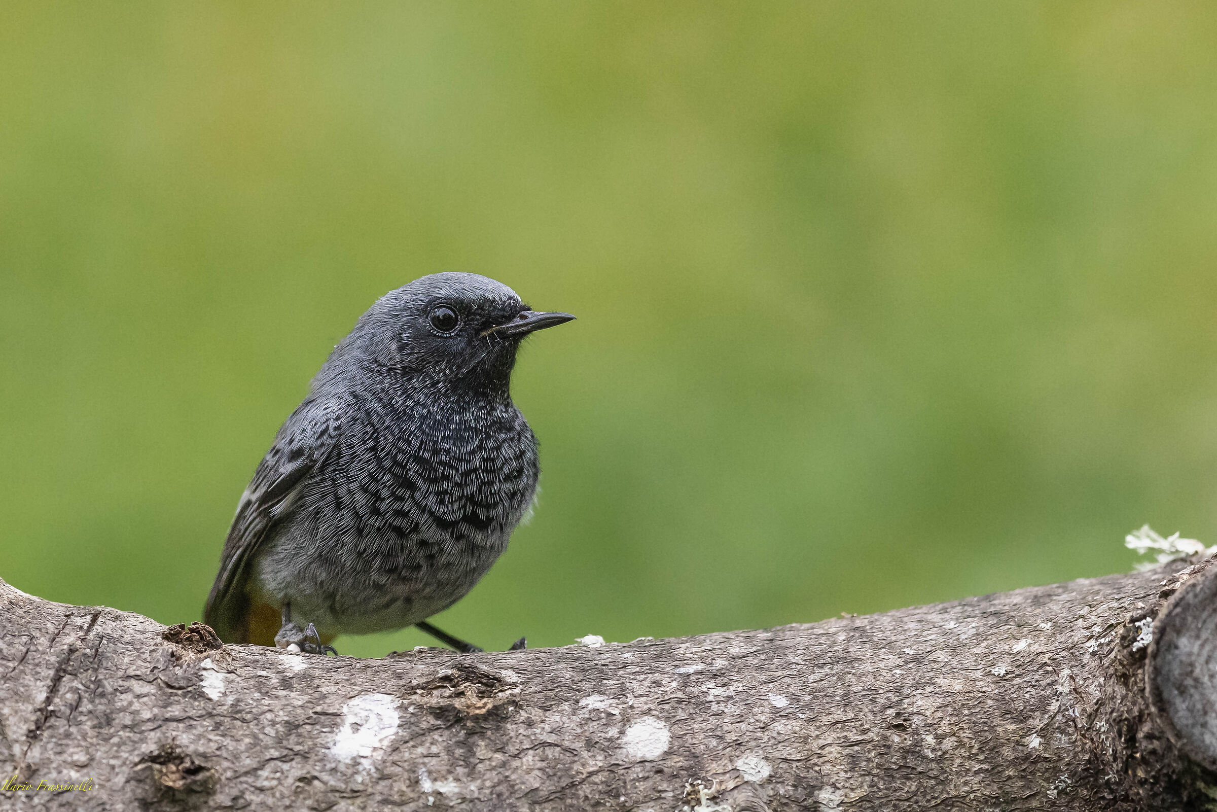 Codirosso spazzacamino