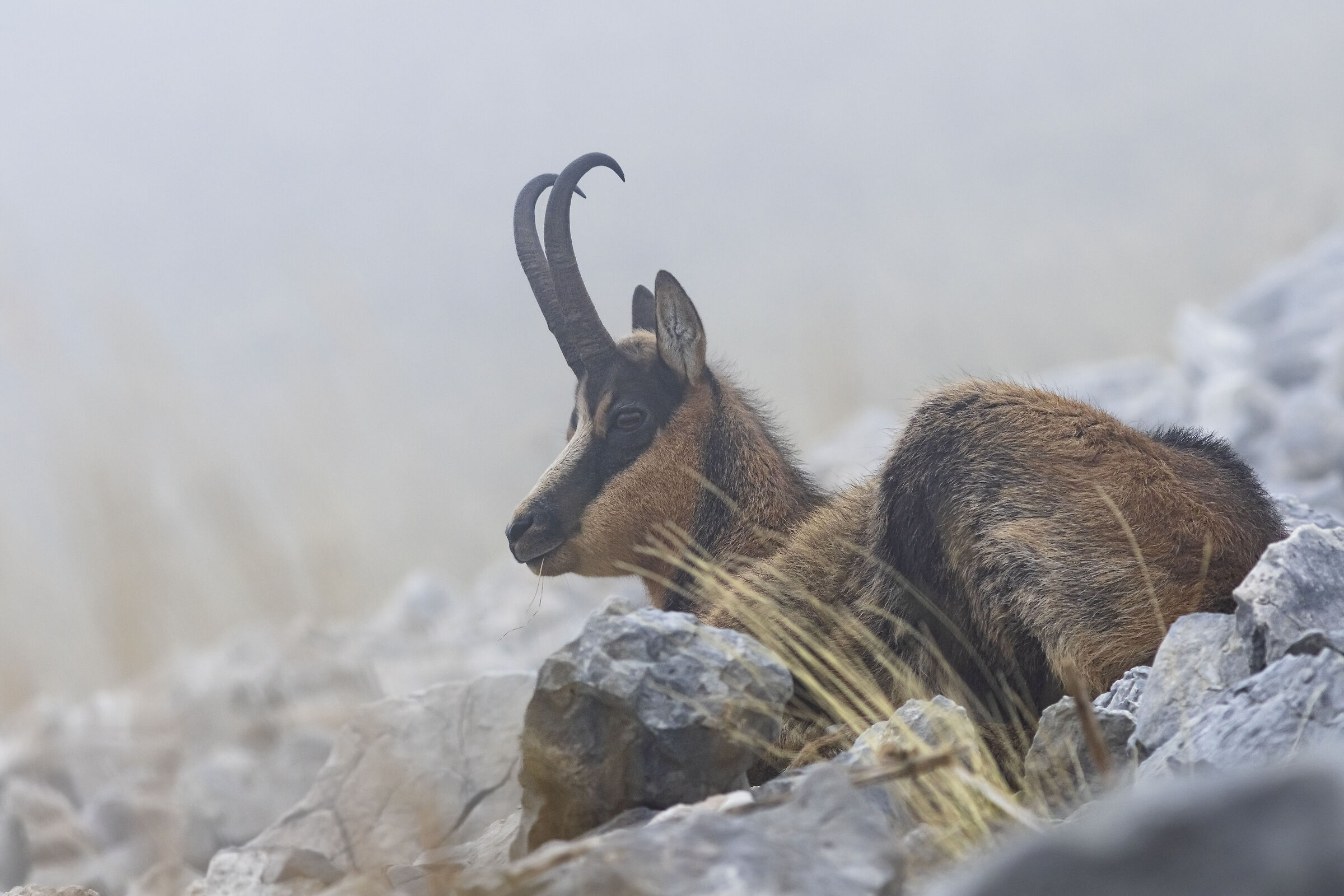 Camoscio d'Abruzzo 1