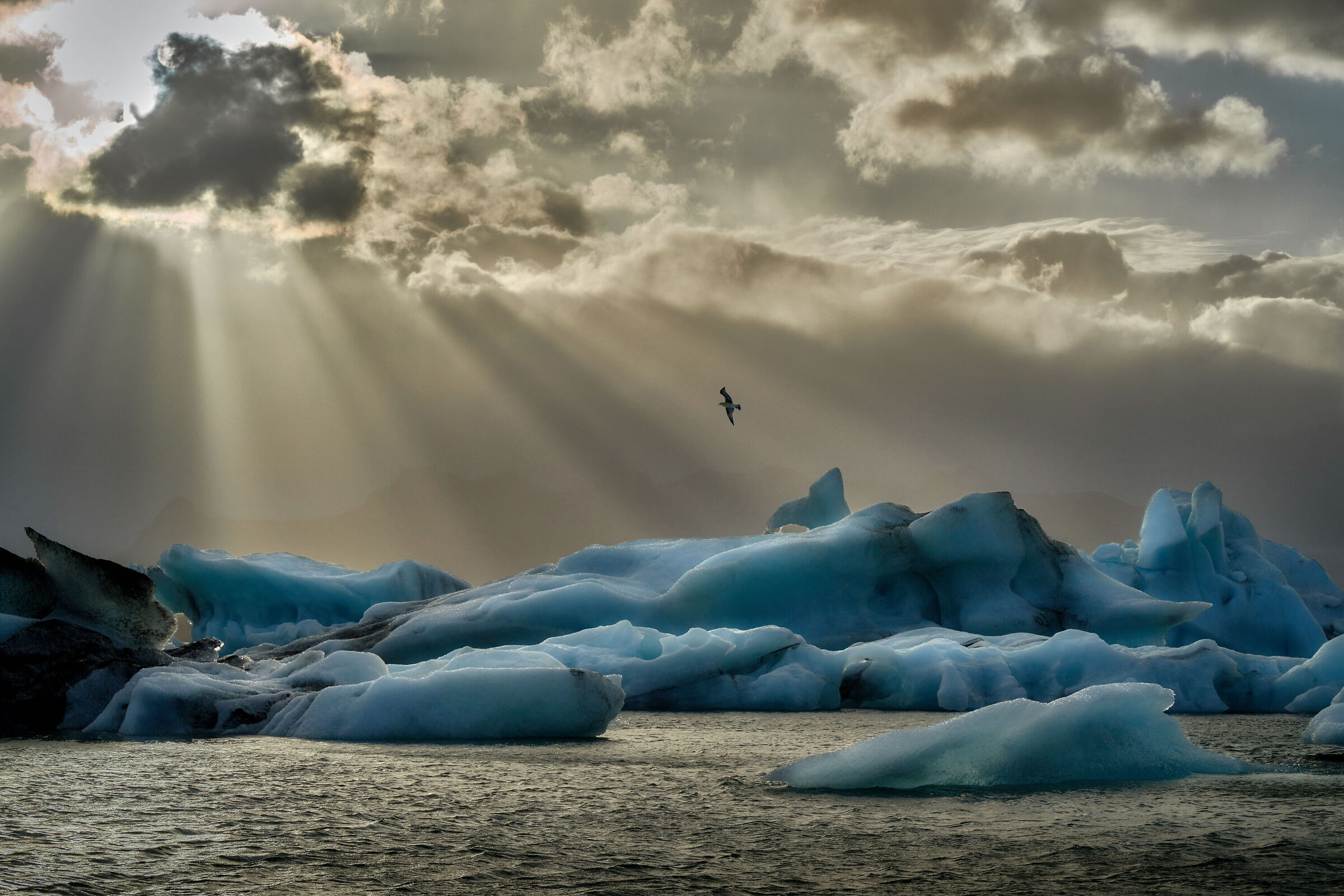 Jokulsarlon Glacier & bird