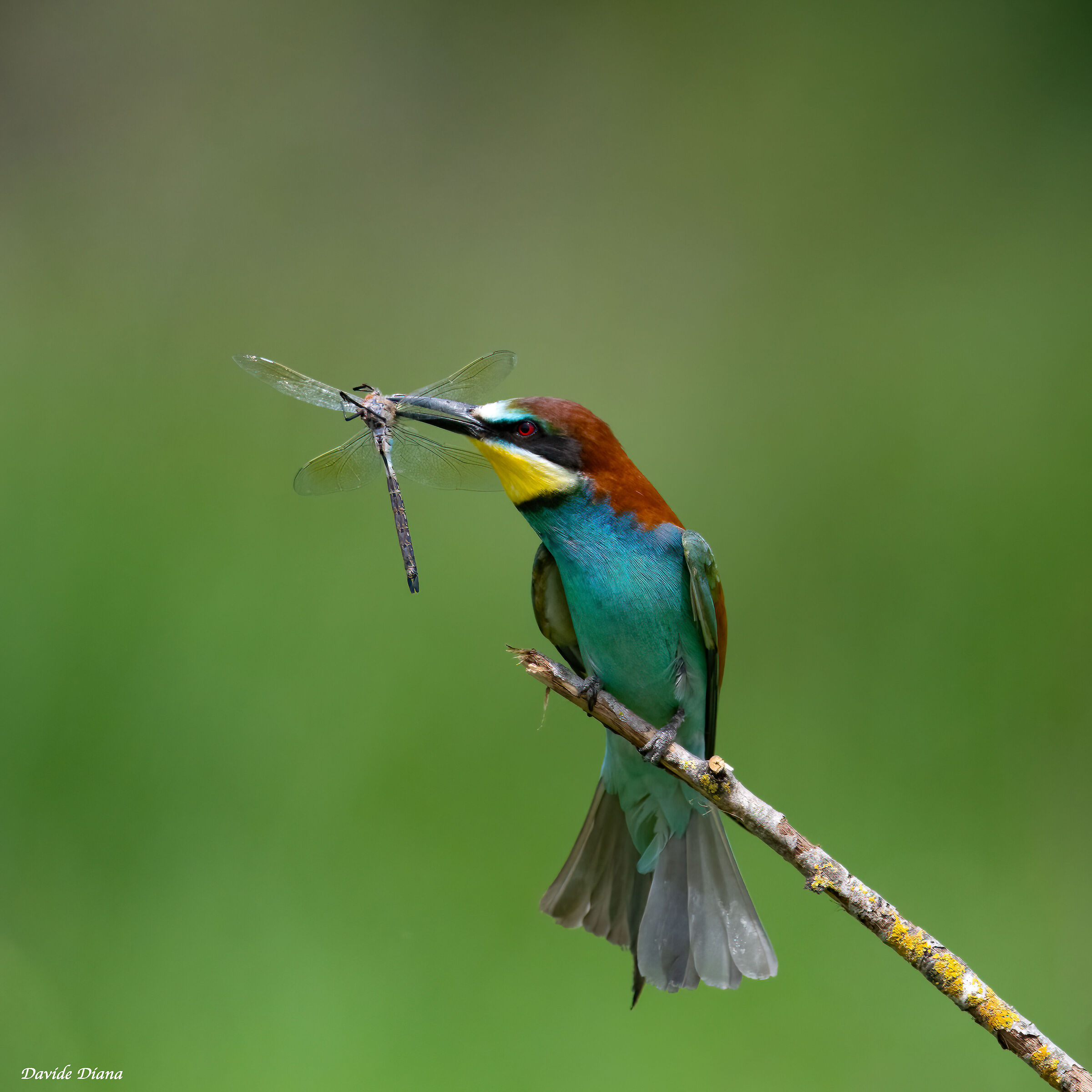 Bee-eater