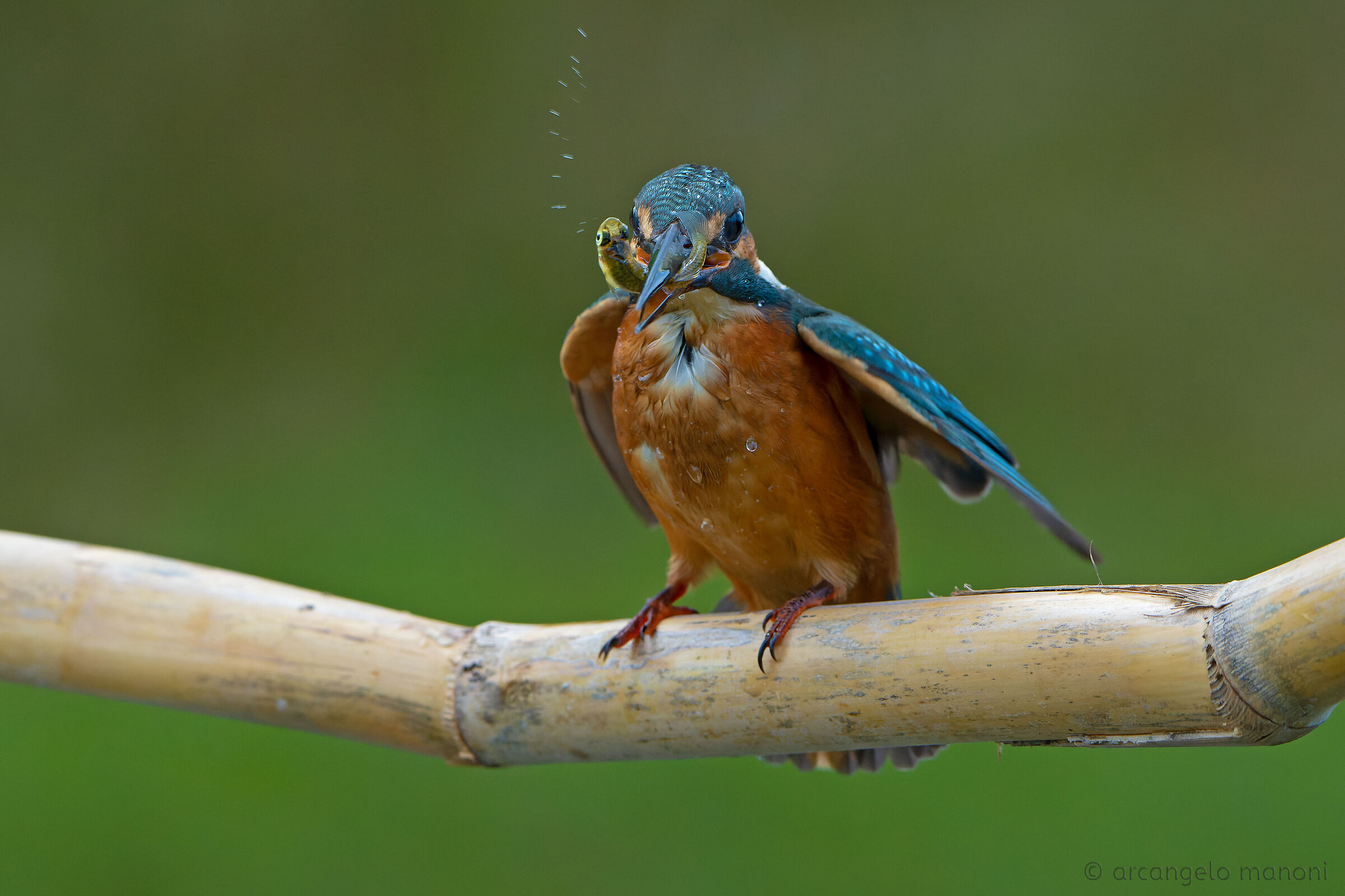 L'attimo della pesca