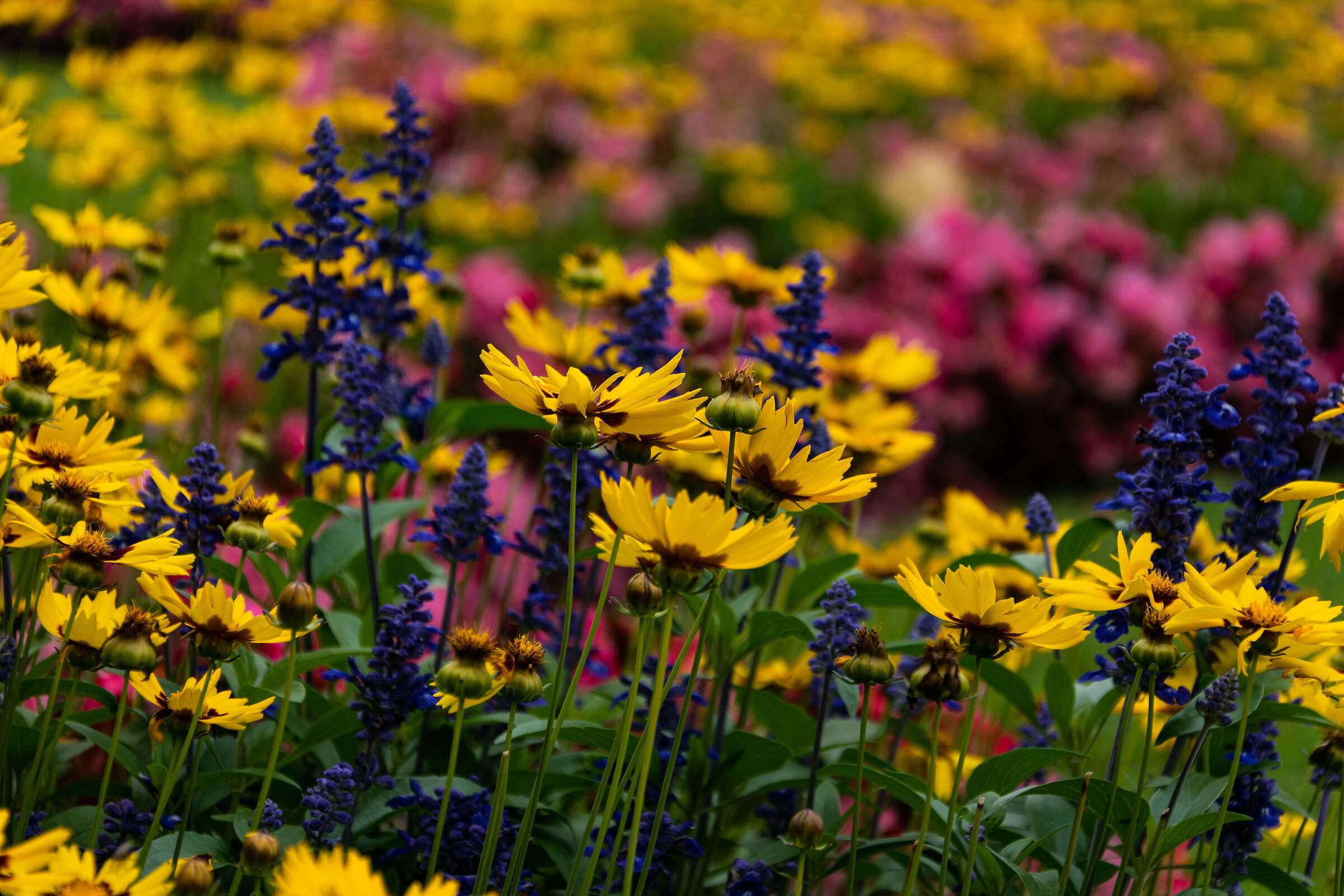 Fiori di un estate in Austria