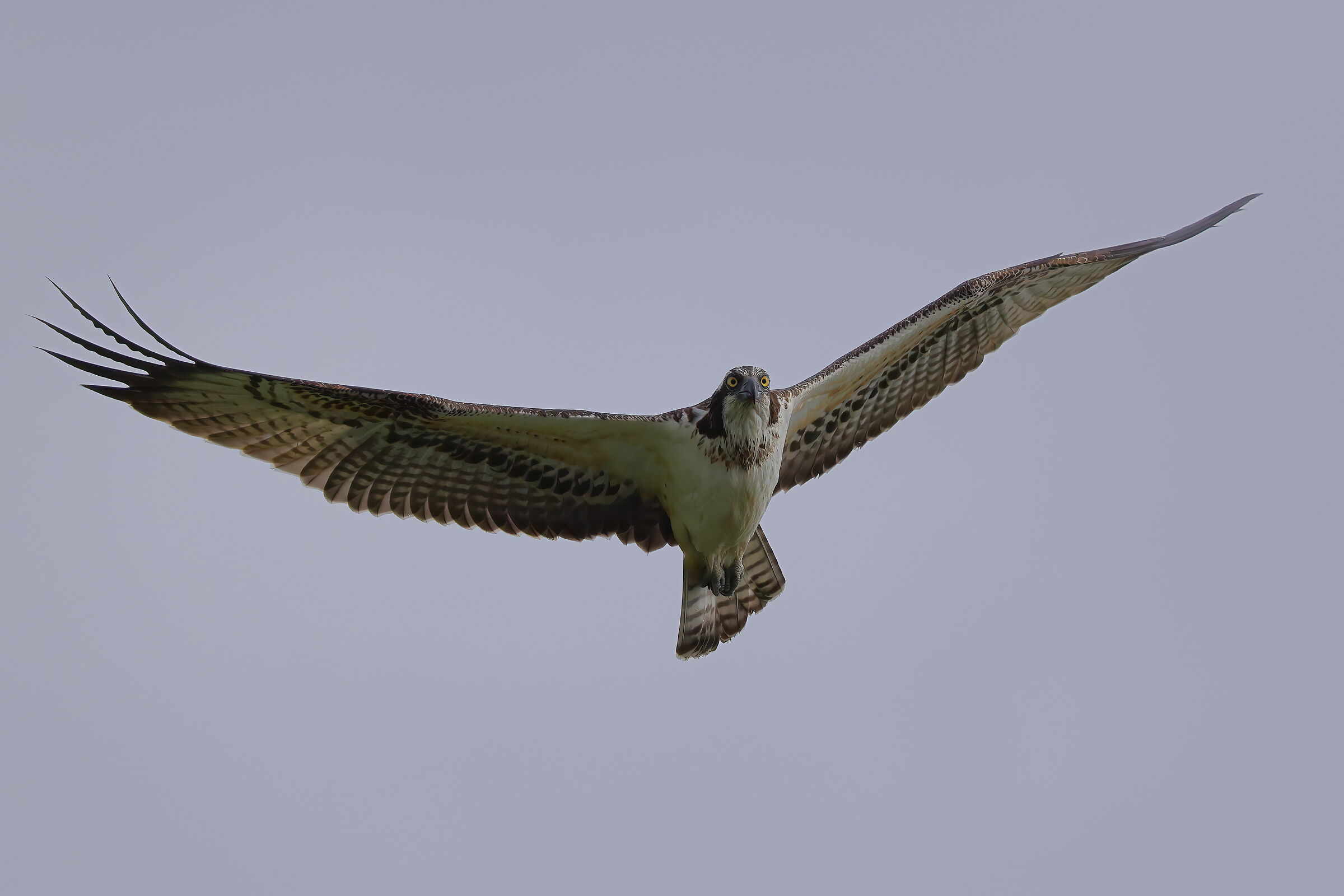 Eyes-contact with the fisherman
