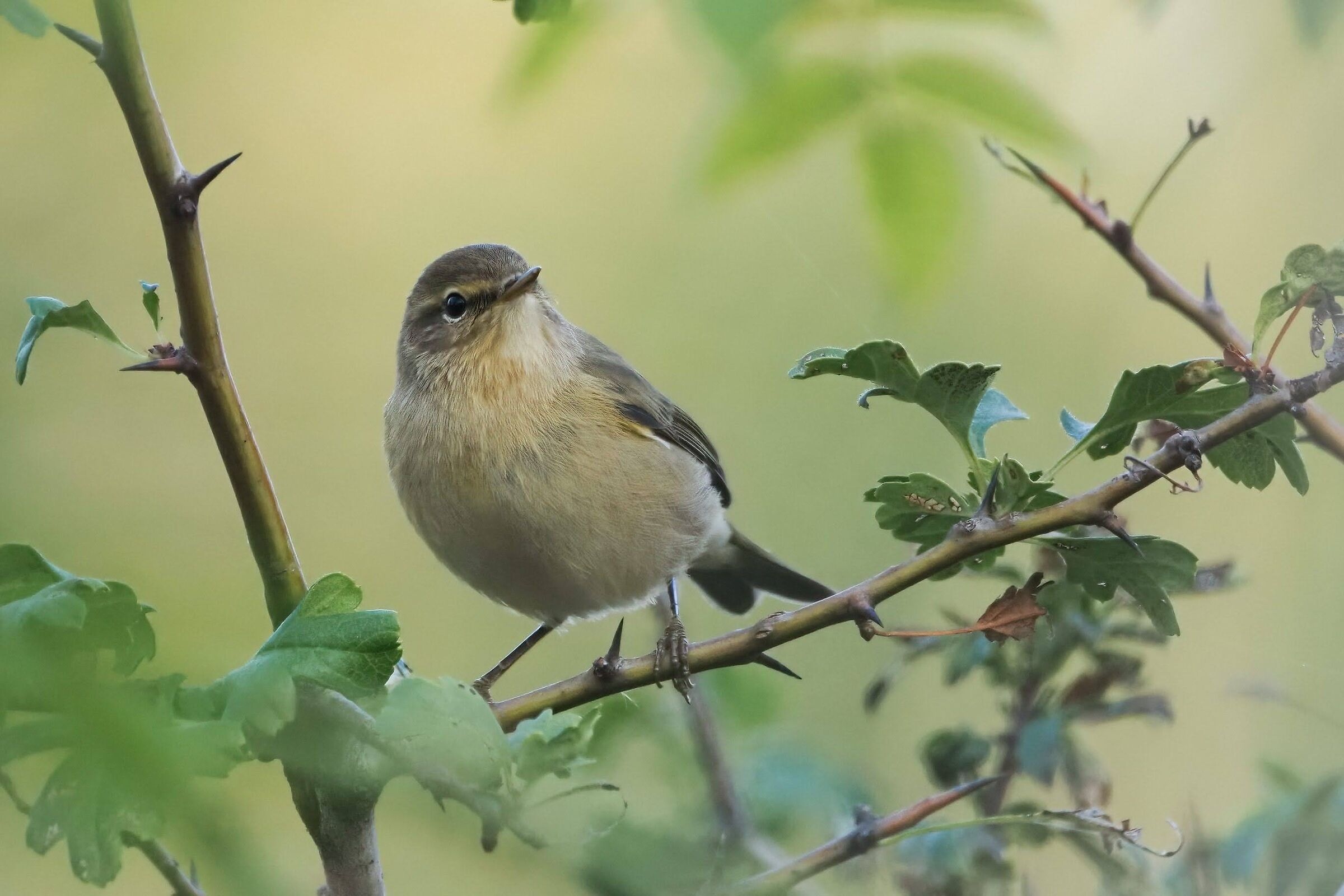 Chiffchaff