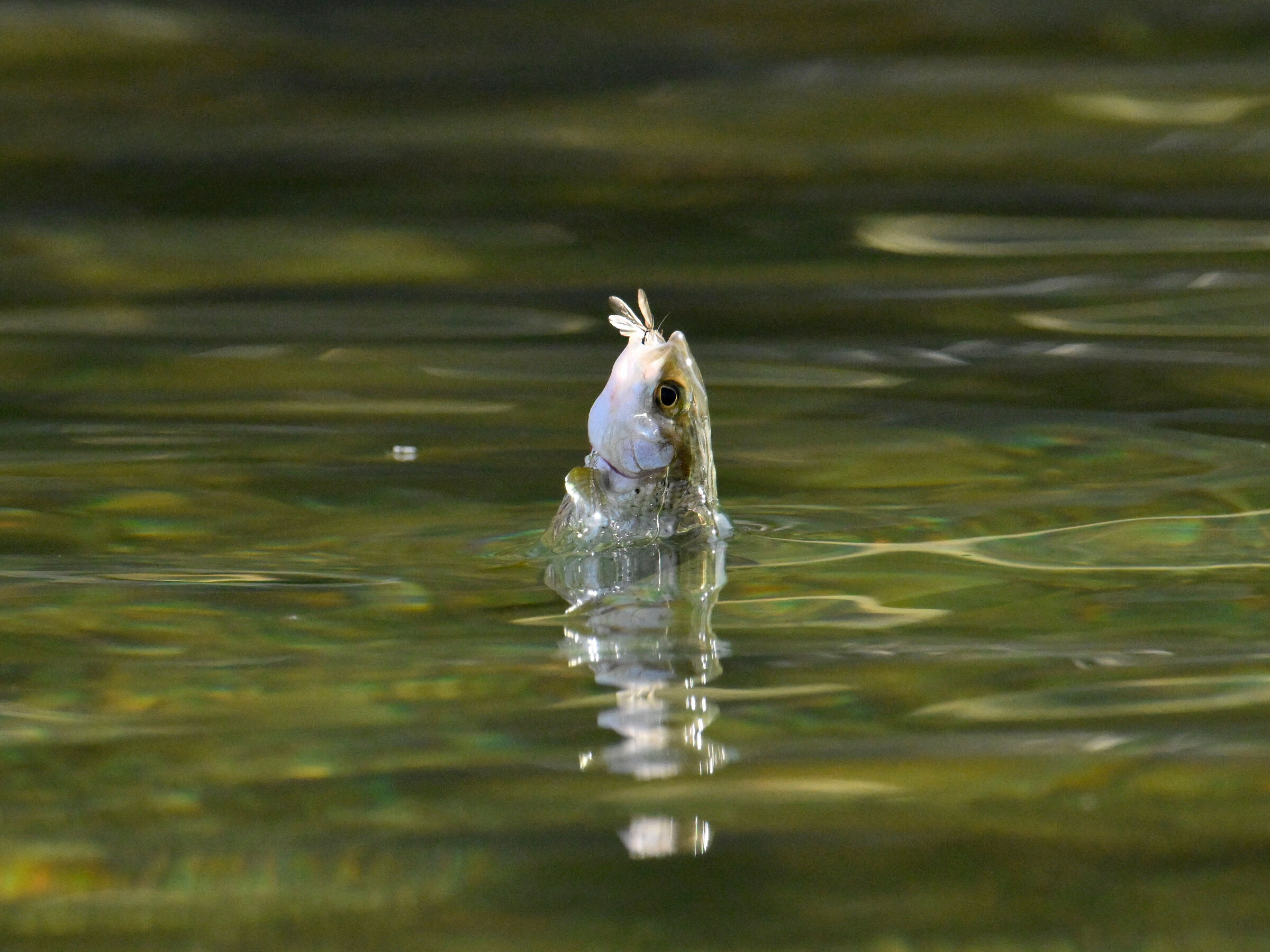 caccia Thymallus thymallus