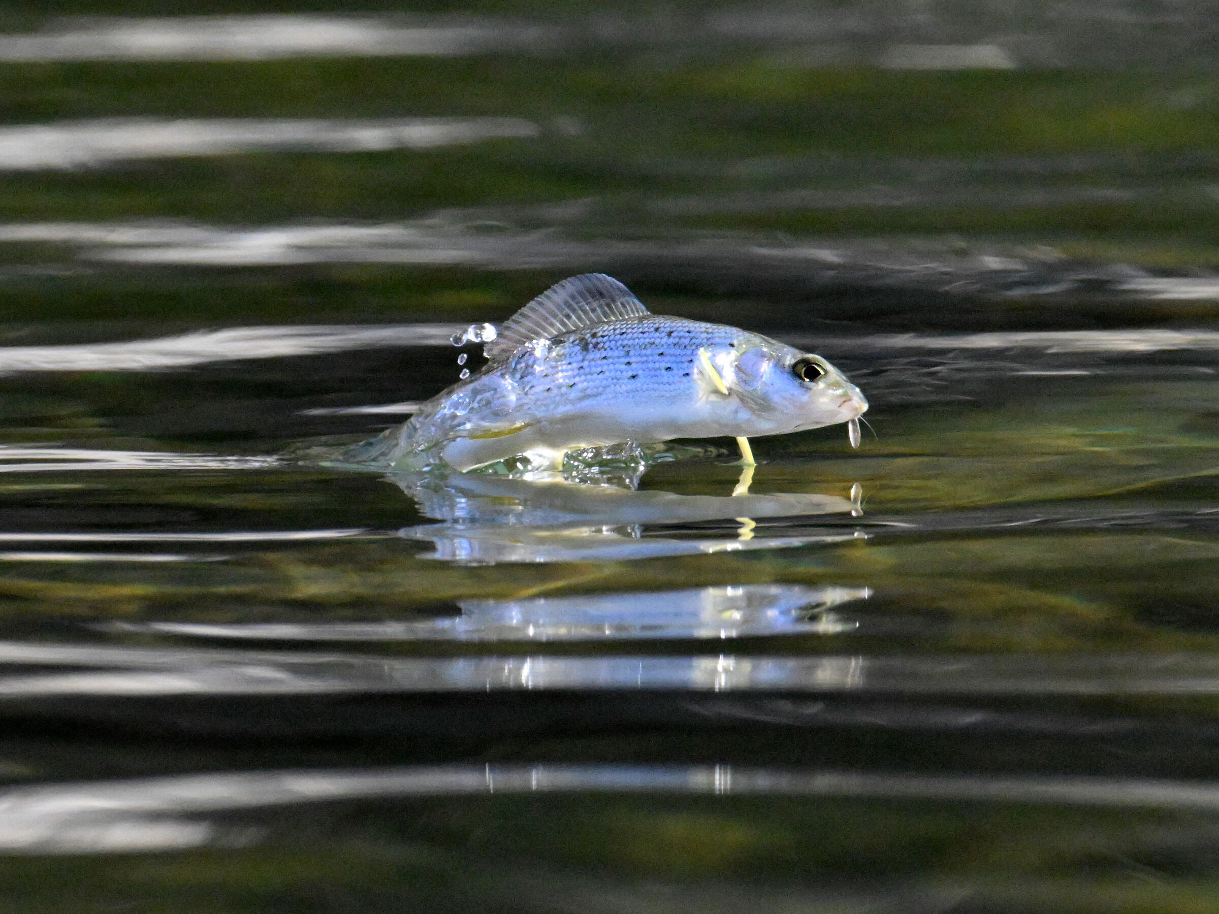 saltando Thymallus thymallus