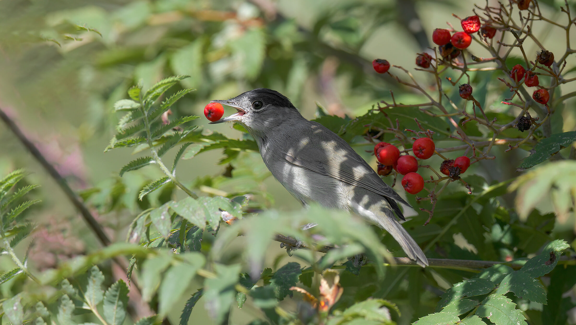 Infrascata Blackcap