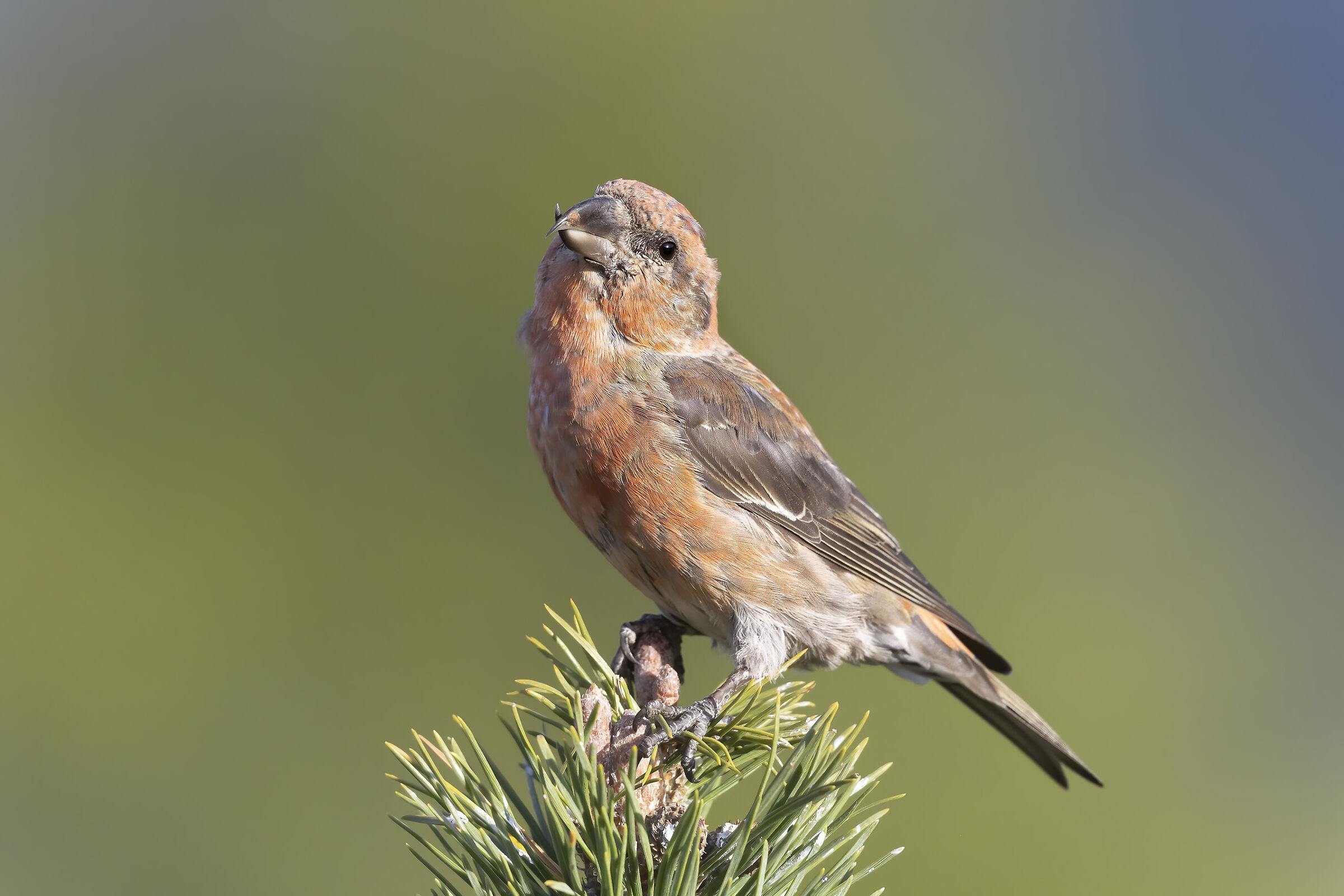 in posa come una vamp ma è maschio, crociere