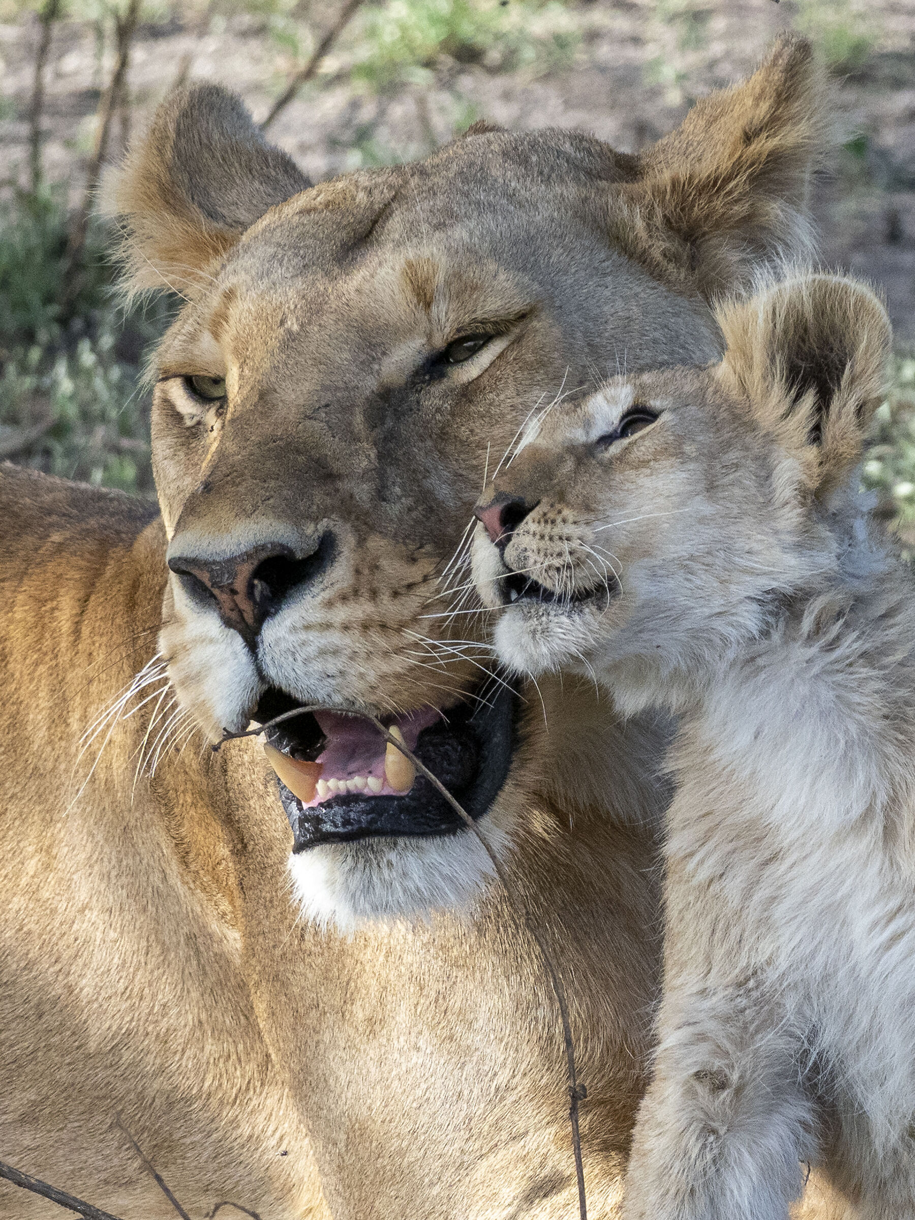 Lioness with cub - Tanzania