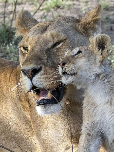 Foto