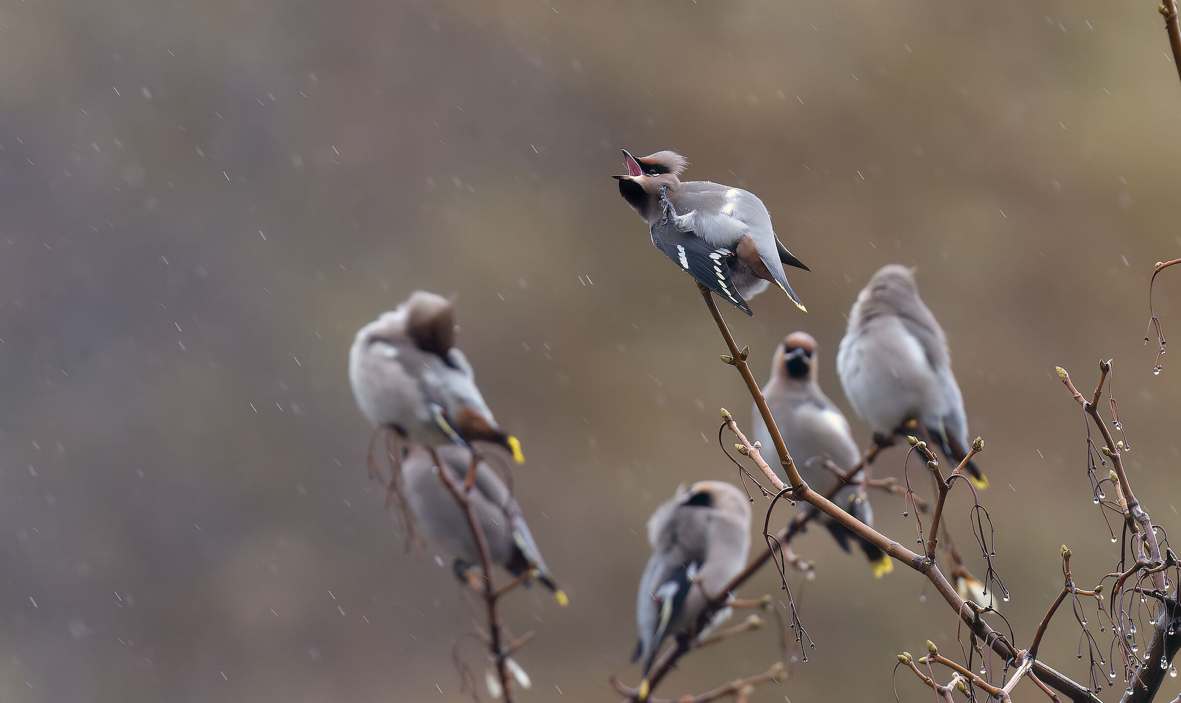 Whip beaks