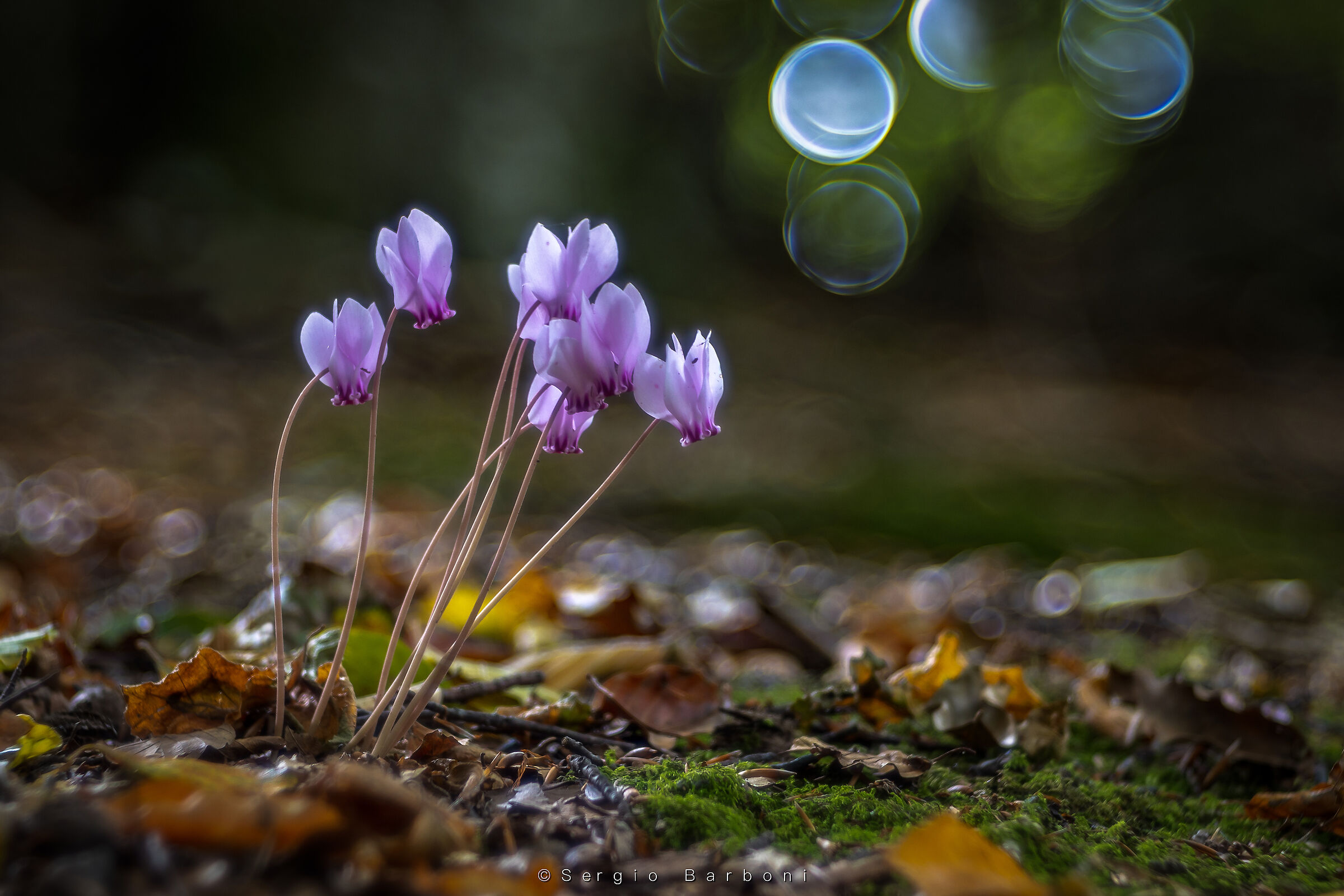 Cyclamen