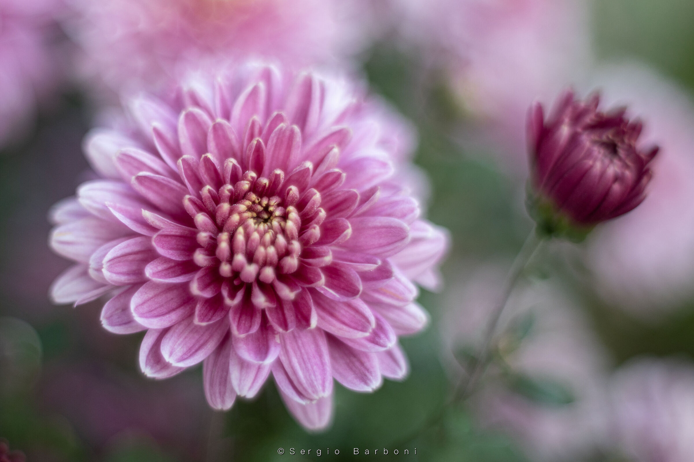 Chrysanthemums