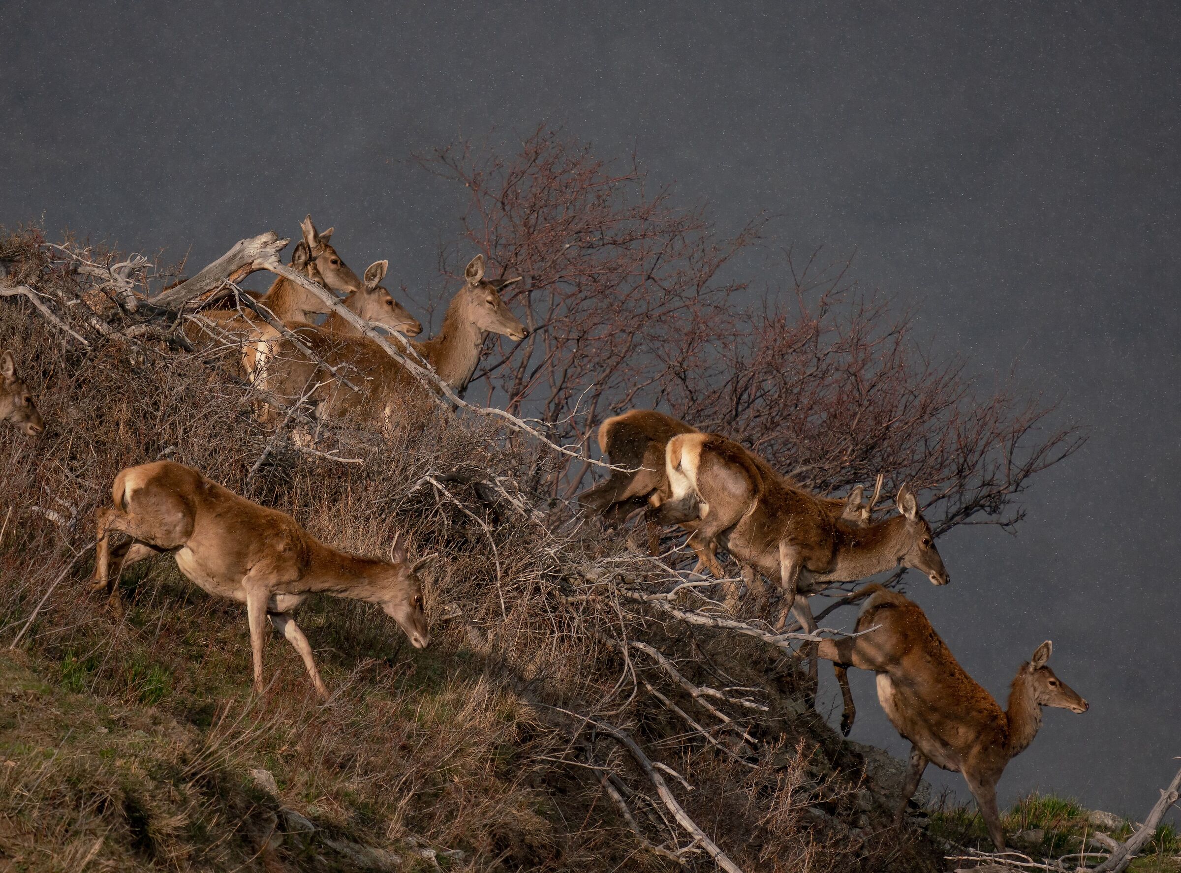 Deer under a light snowfall