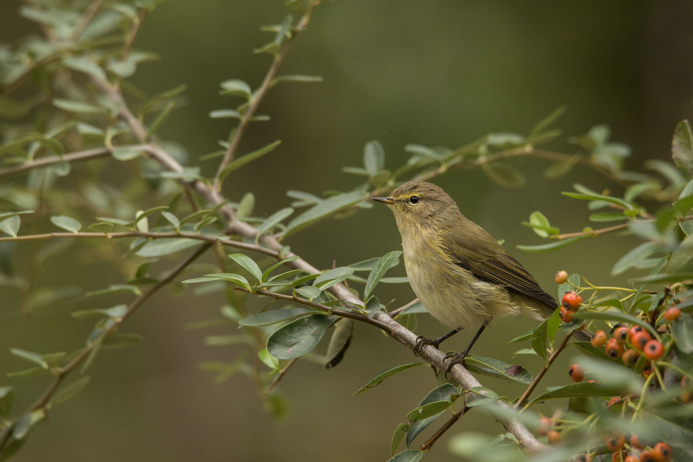 Luì piccolo e bacche