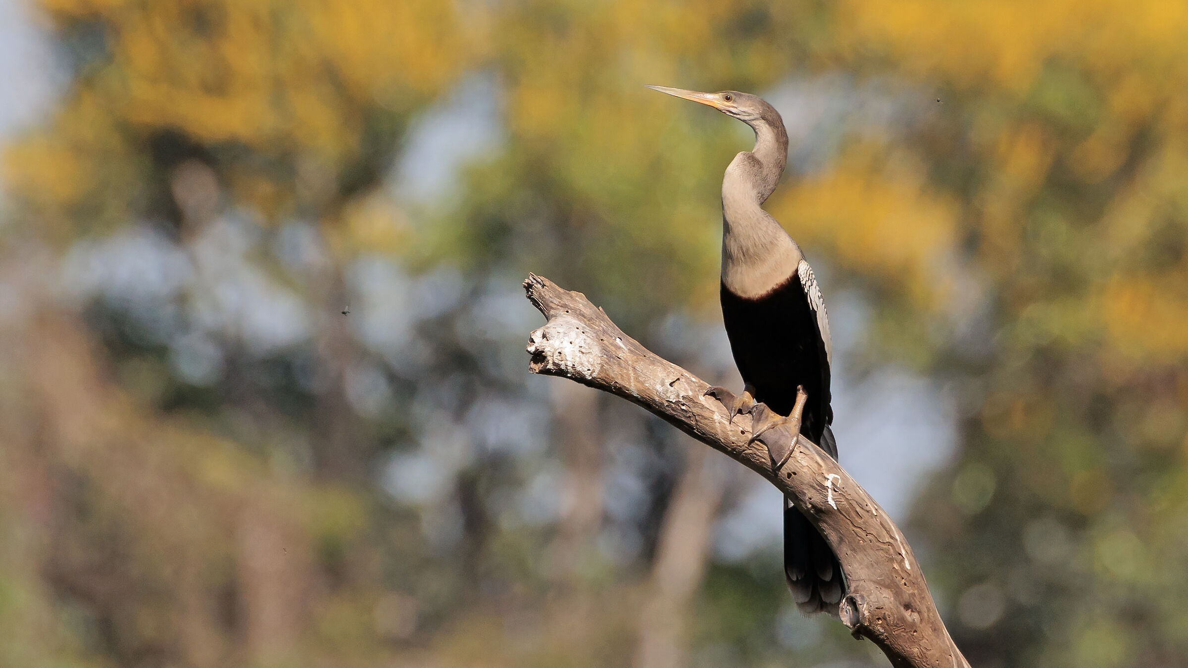 Anhinga