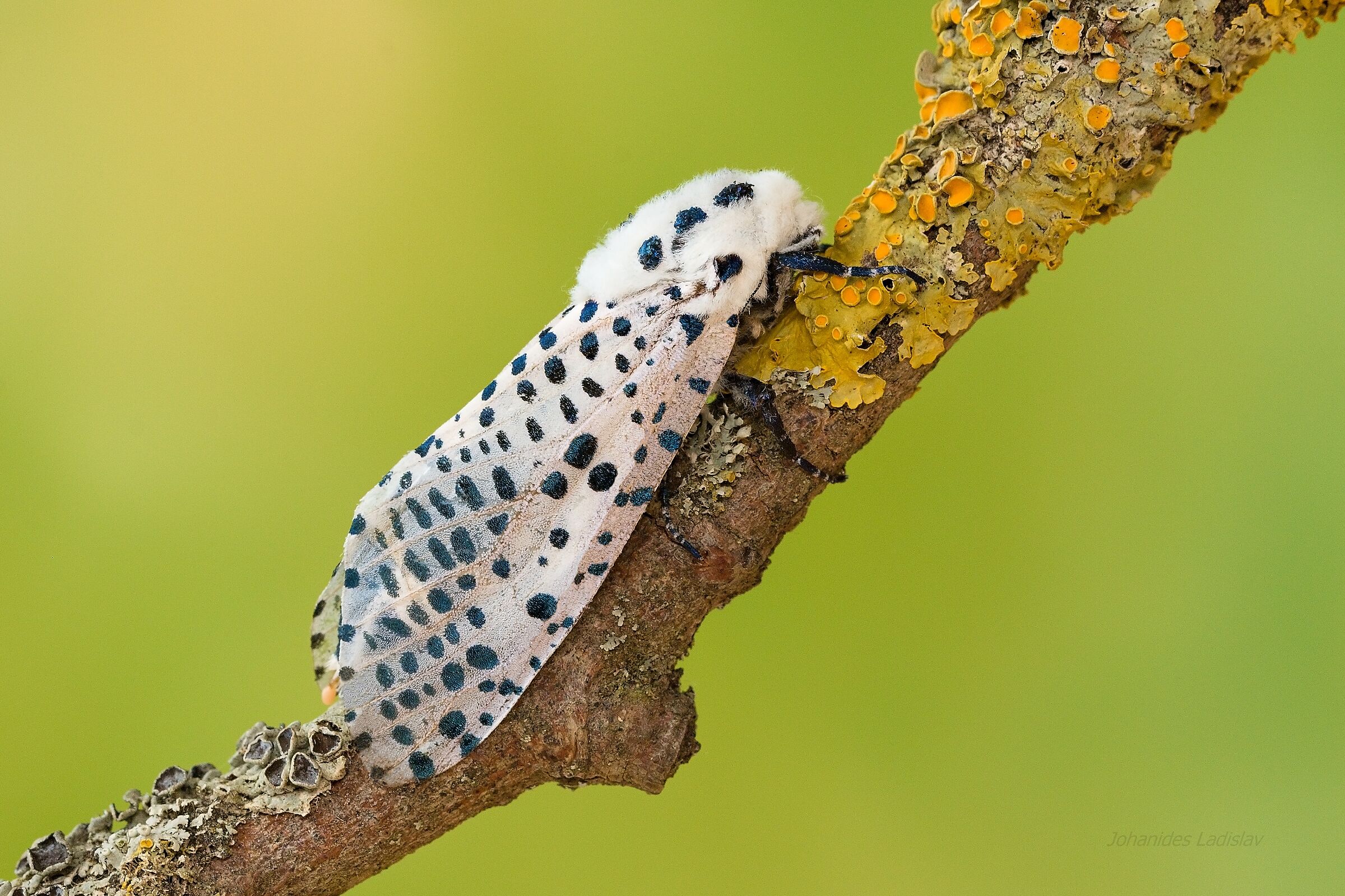 Zeuzera pyrina (femmina)