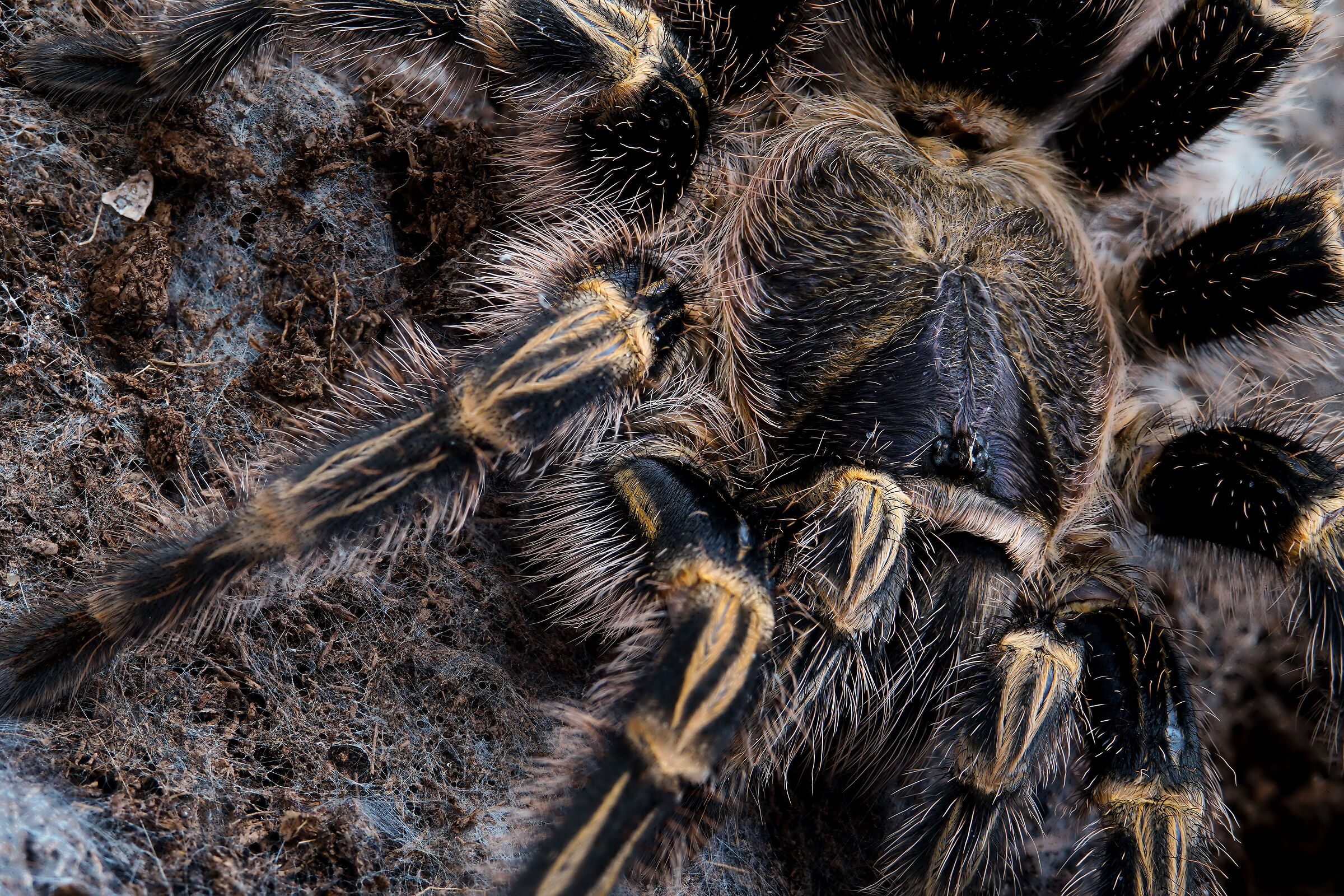 Gramostola pulchripes