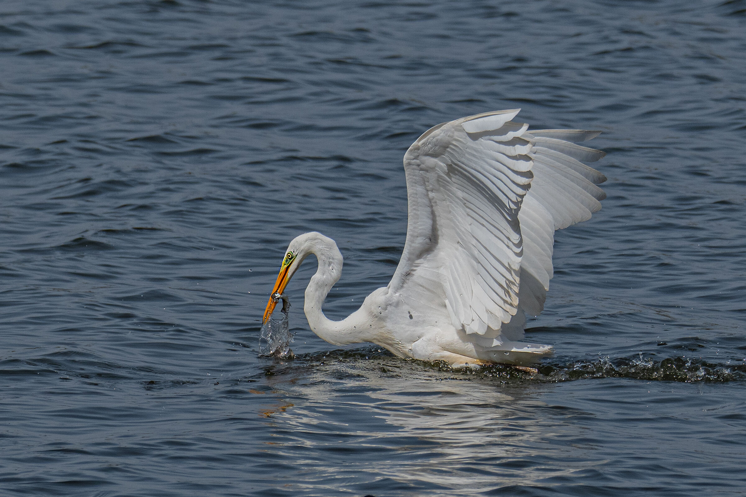 Airone bianco maggiore