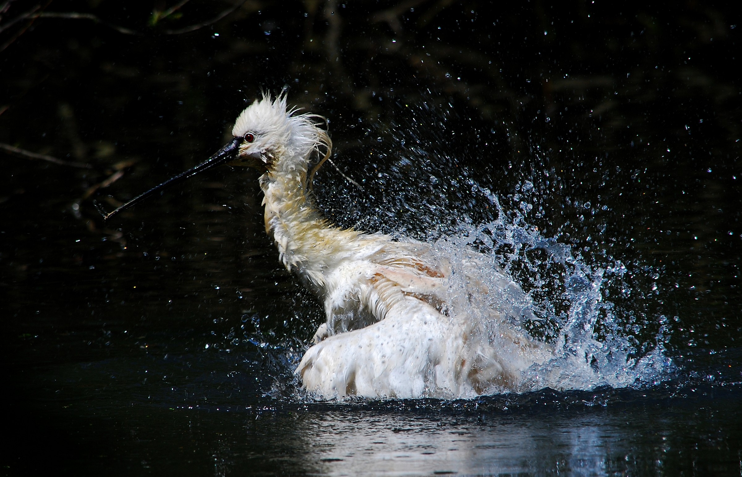 The bathroom of the spatula