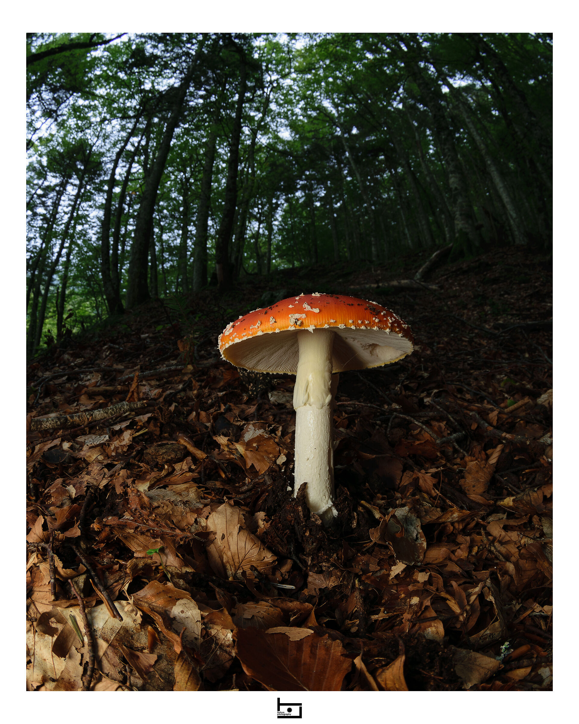 Immersed in the woods - 1