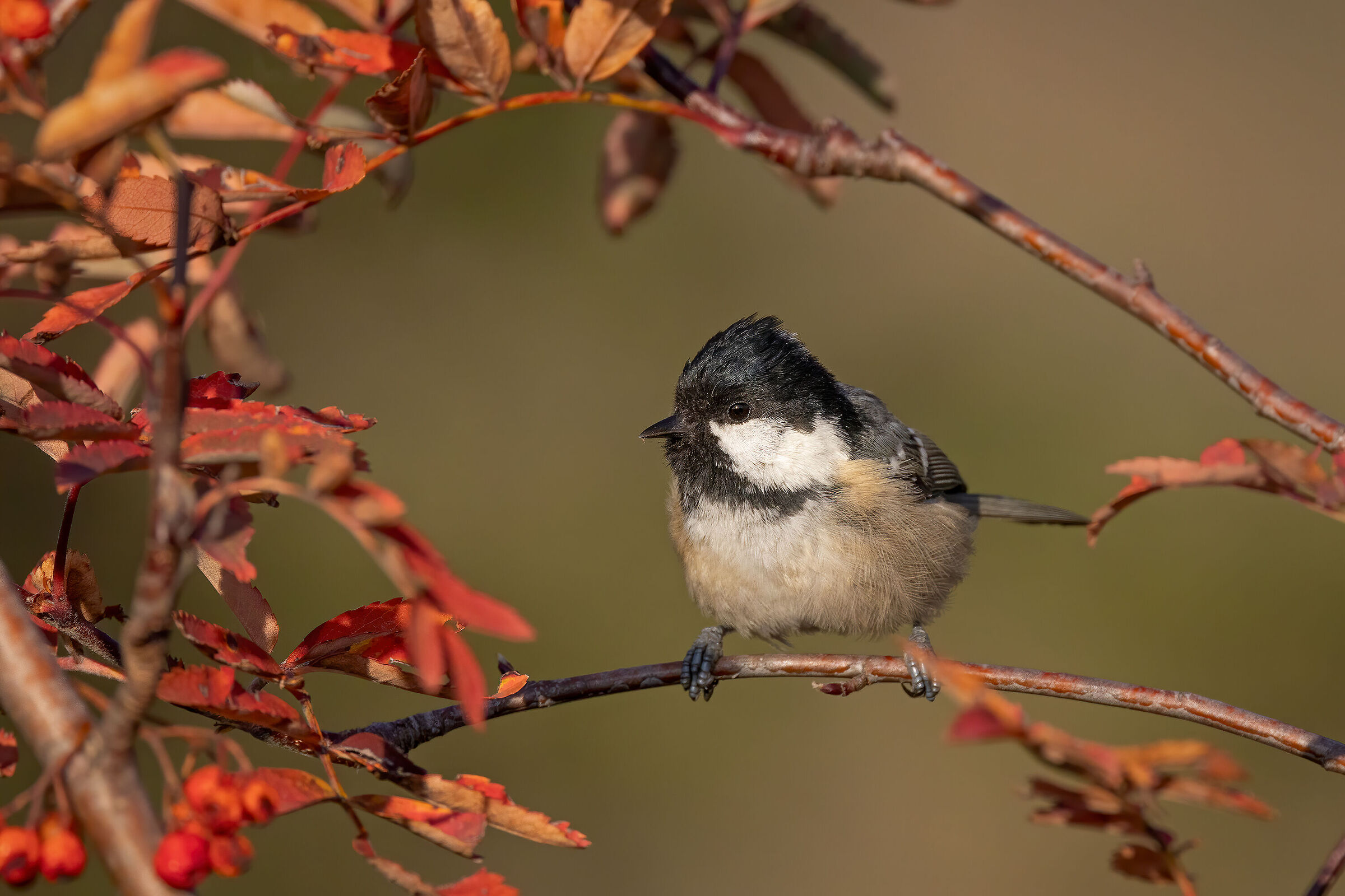 Cornice autunnale per la Cncia mora