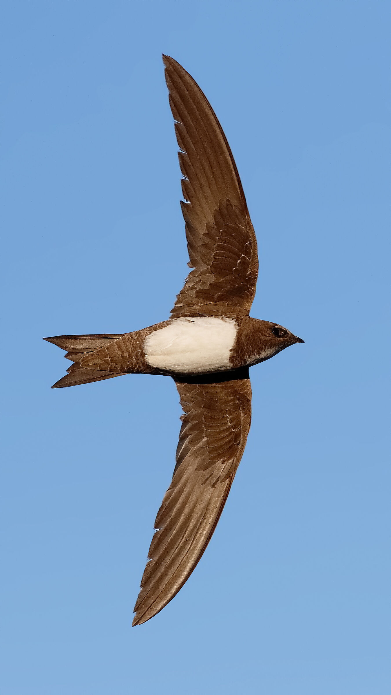 Alpine swift