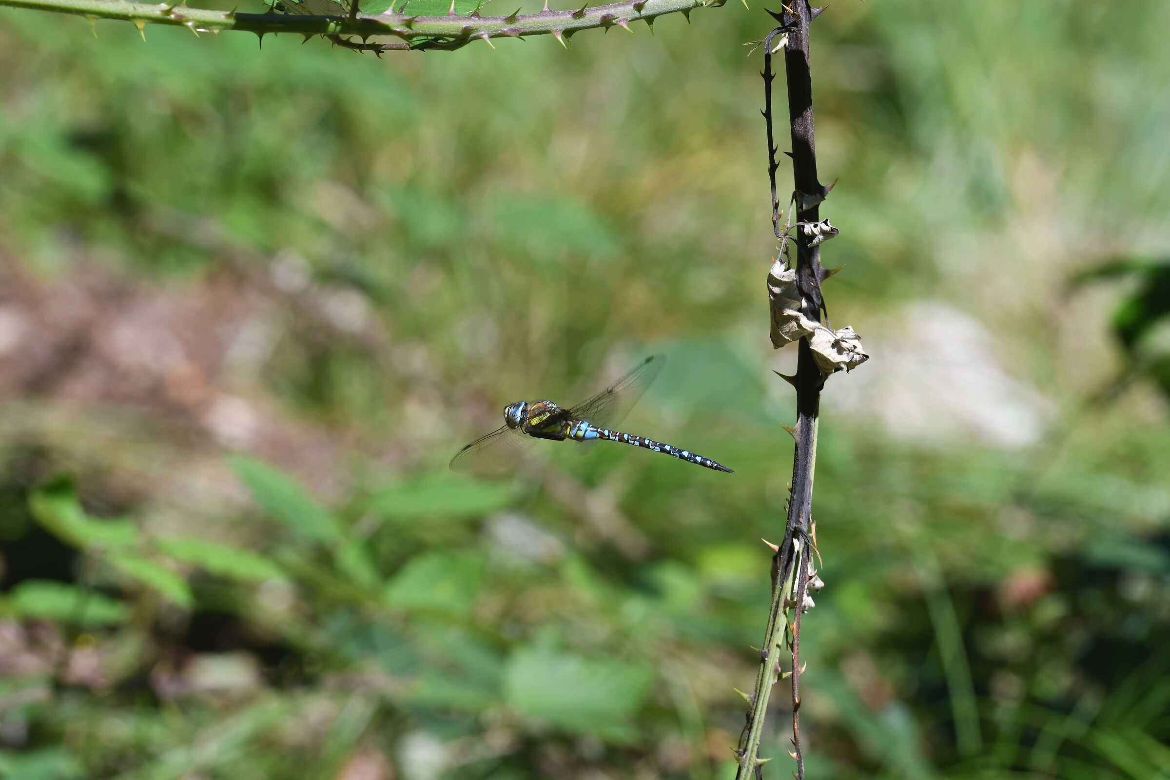 Dragonfly in flight