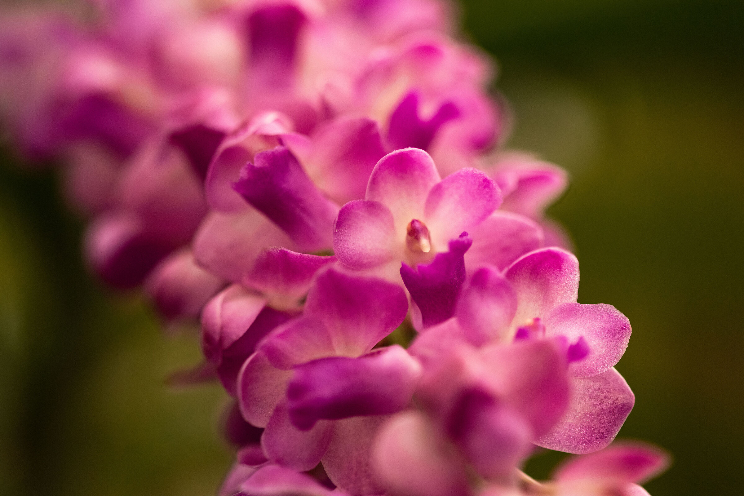 Rhynchostylis retusa x rhynchostylis coelestis