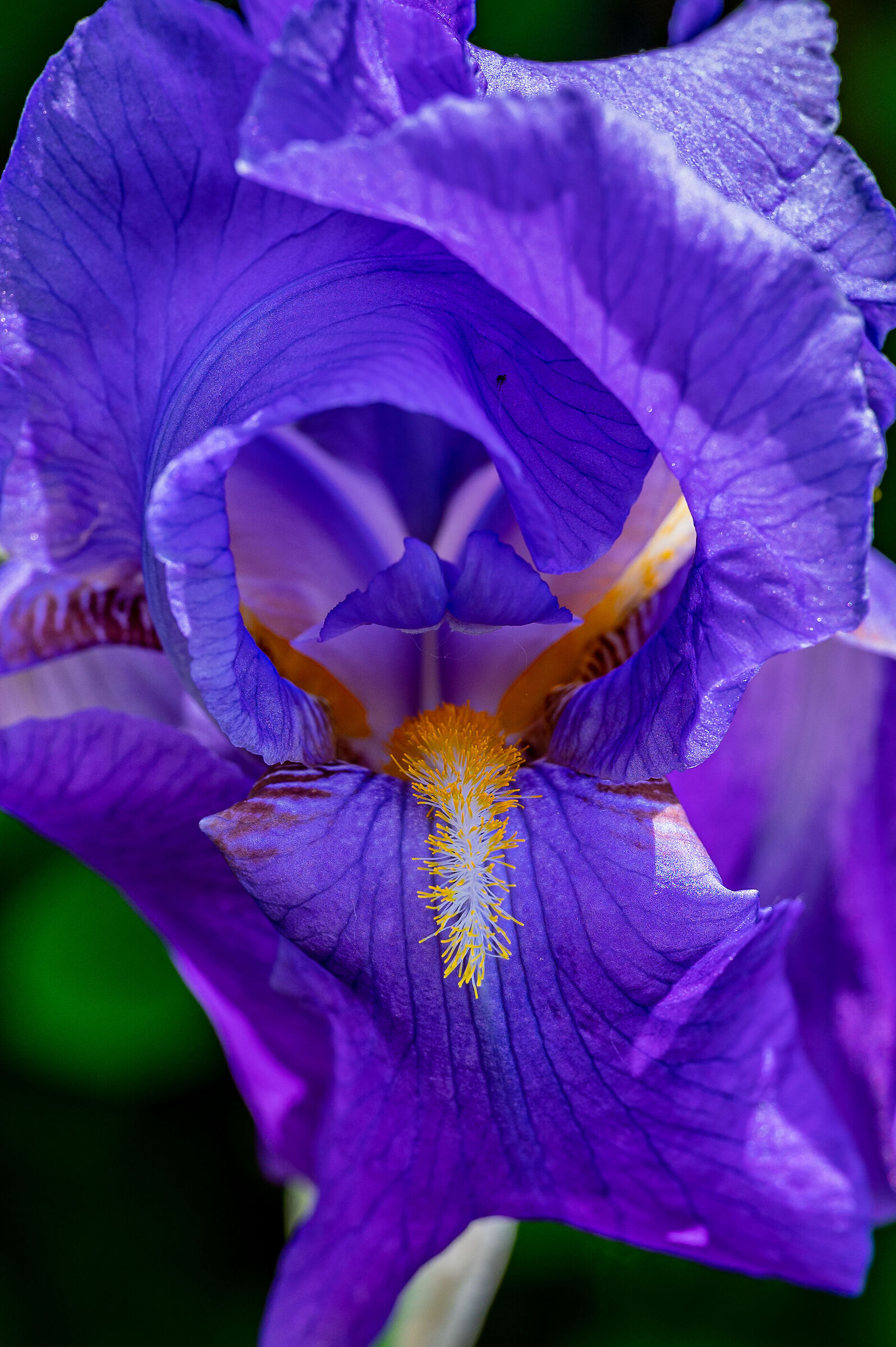Purple Flower