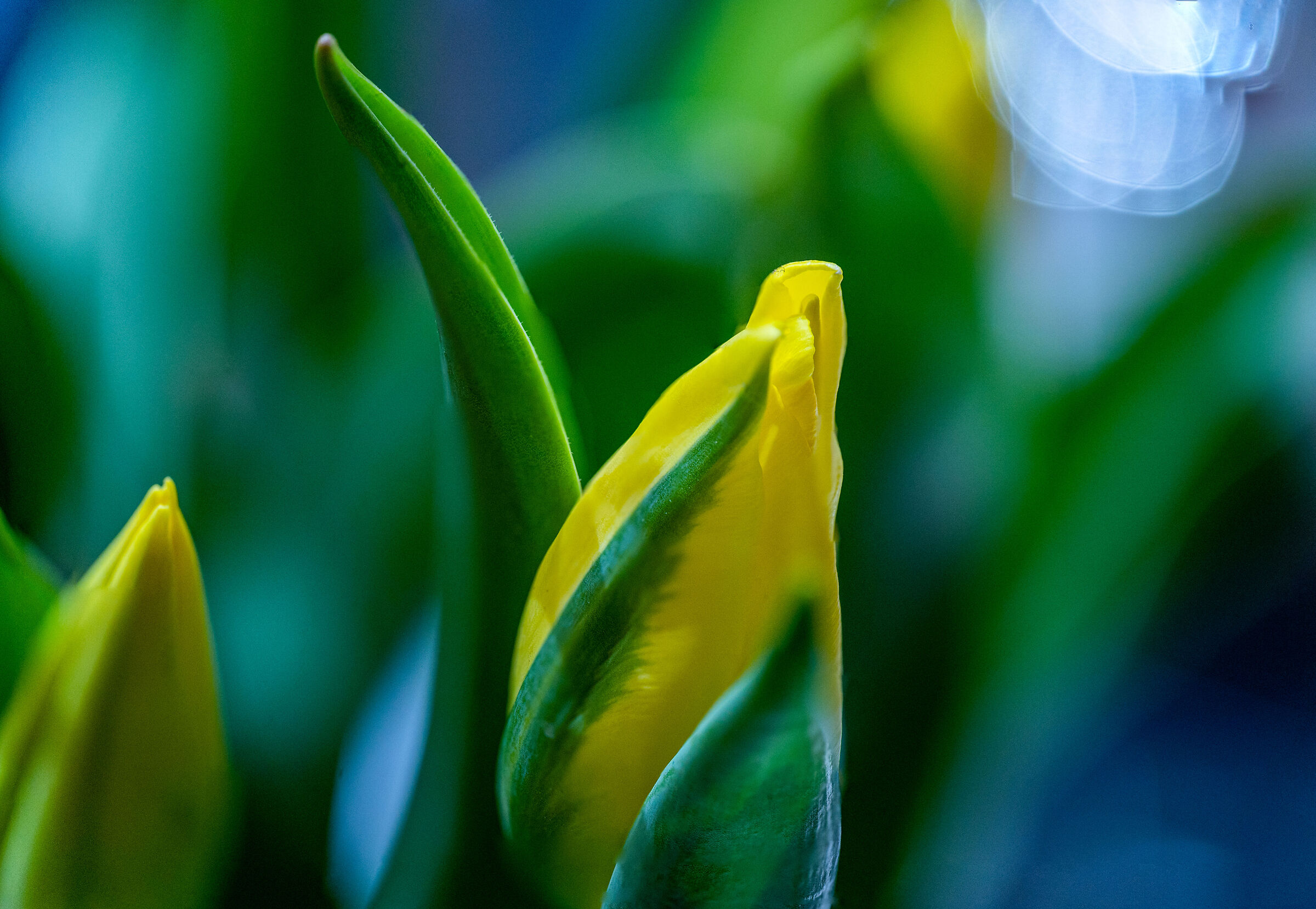 Tulips
