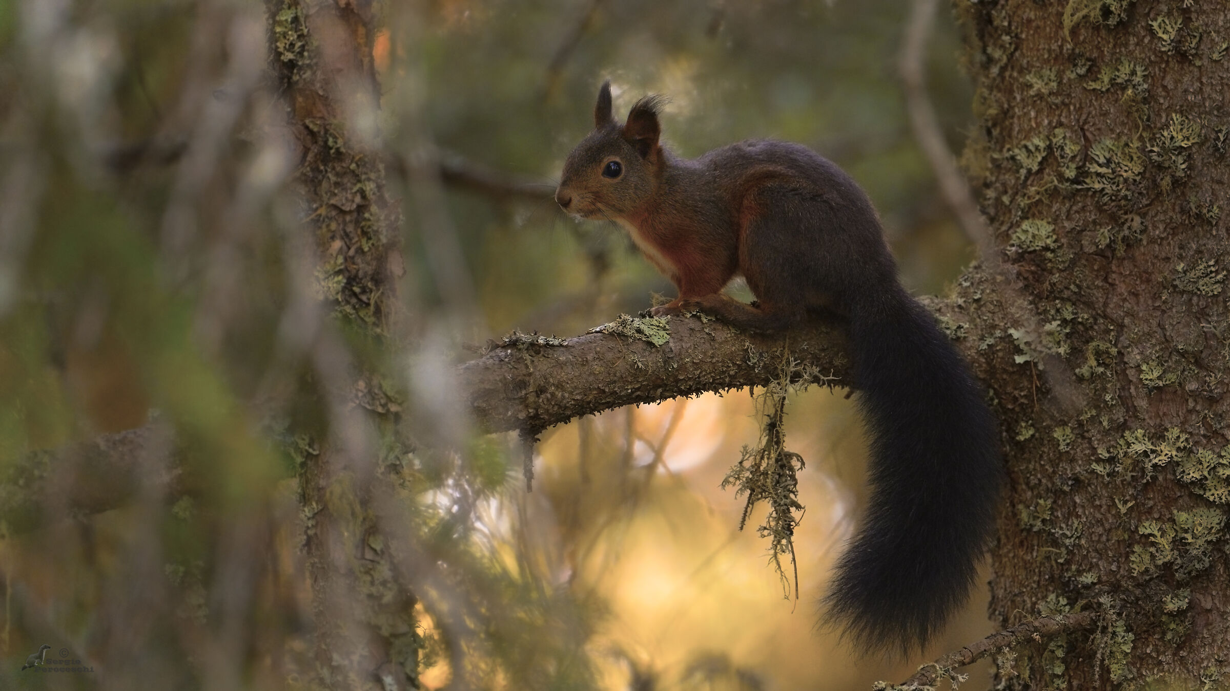 Yet another squirrel