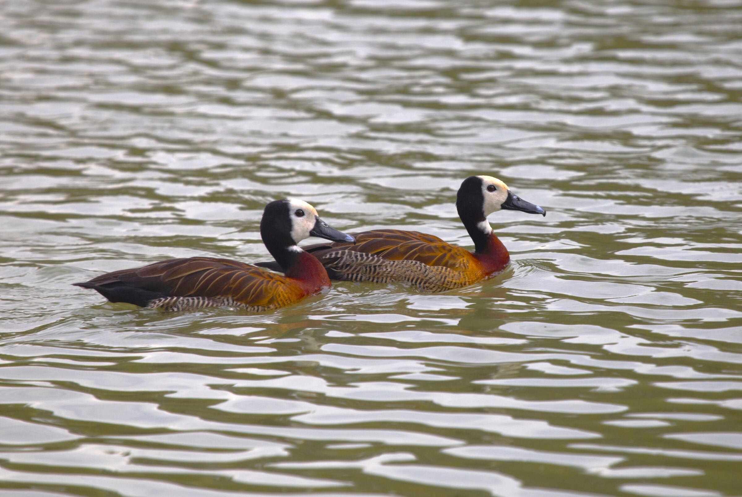 Incontri esotici all'imbrunire
